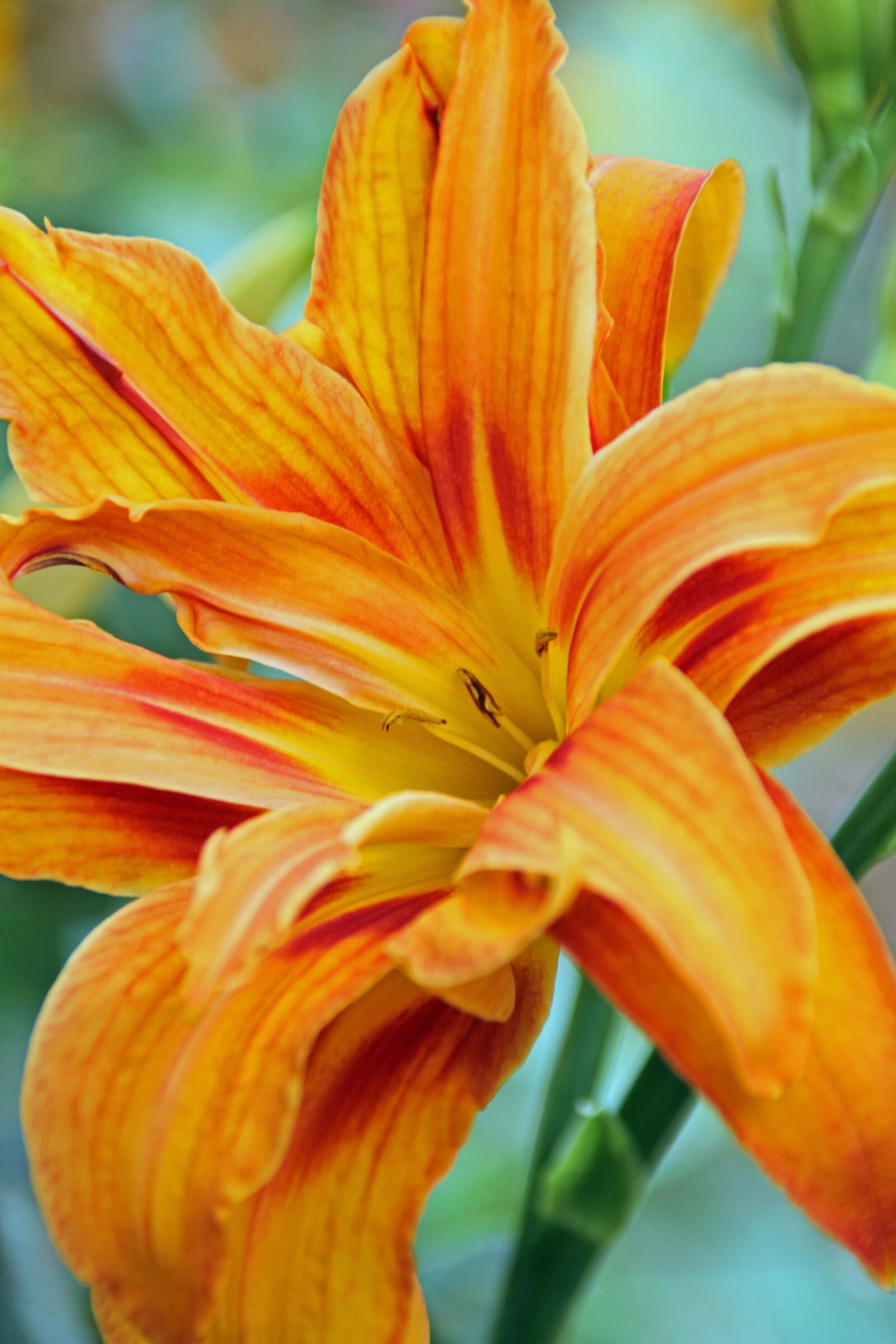 Canon EOS 7D sample photo. Flower, nature, plant photography