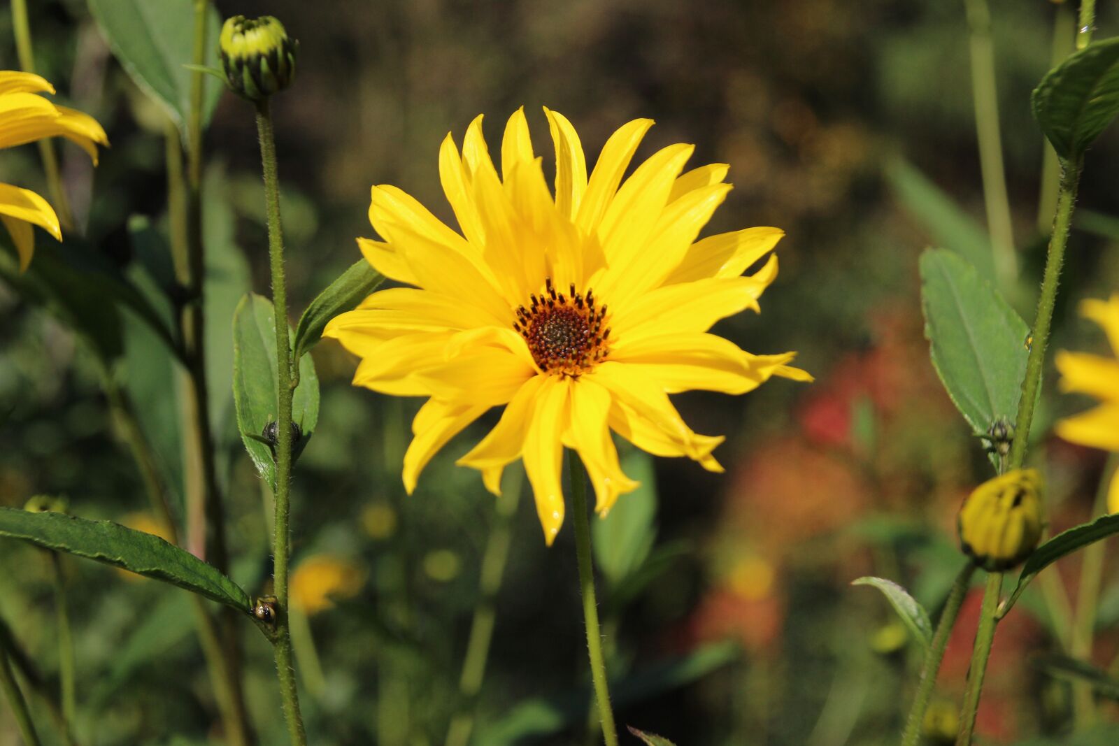 Canon EOS 600D (Rebel EOS T3i / EOS Kiss X5) sample photo. Flower, yellow, garden photography