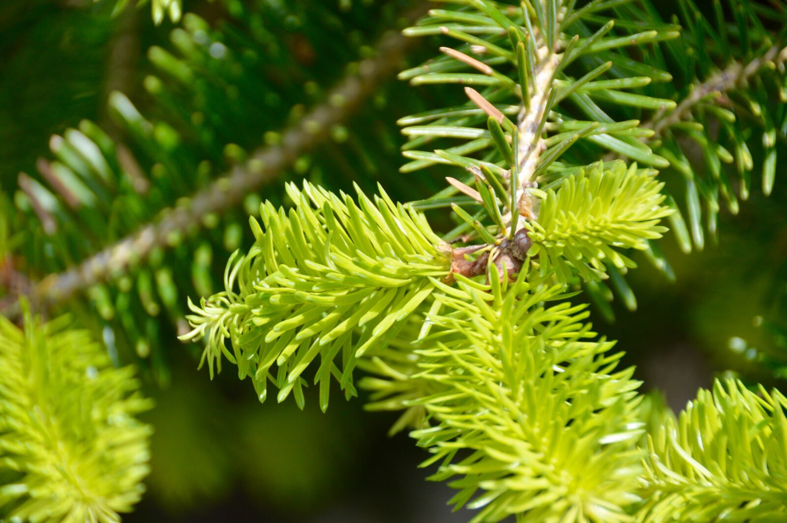 Nikon D3200 sample photo. Shallow, focus, photography, of photography
