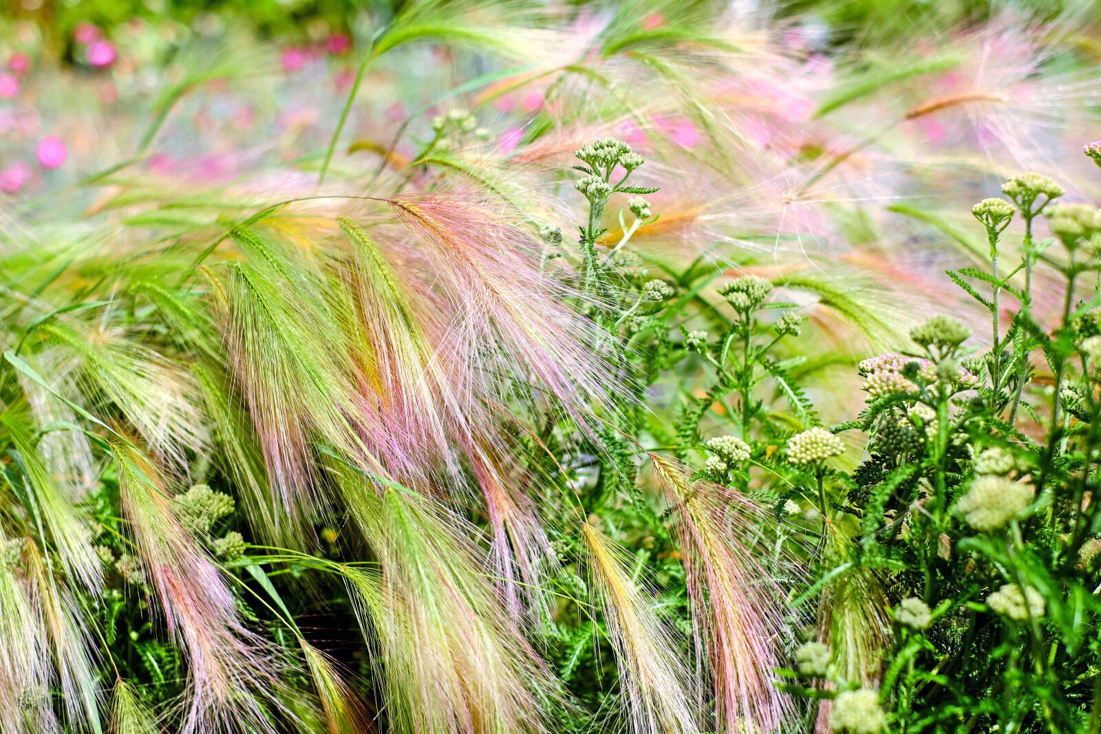 Fujifilm X-T10 + Fujifilm XF 35mm F1.4 R sample photo. Barley, cereals, spike photography
