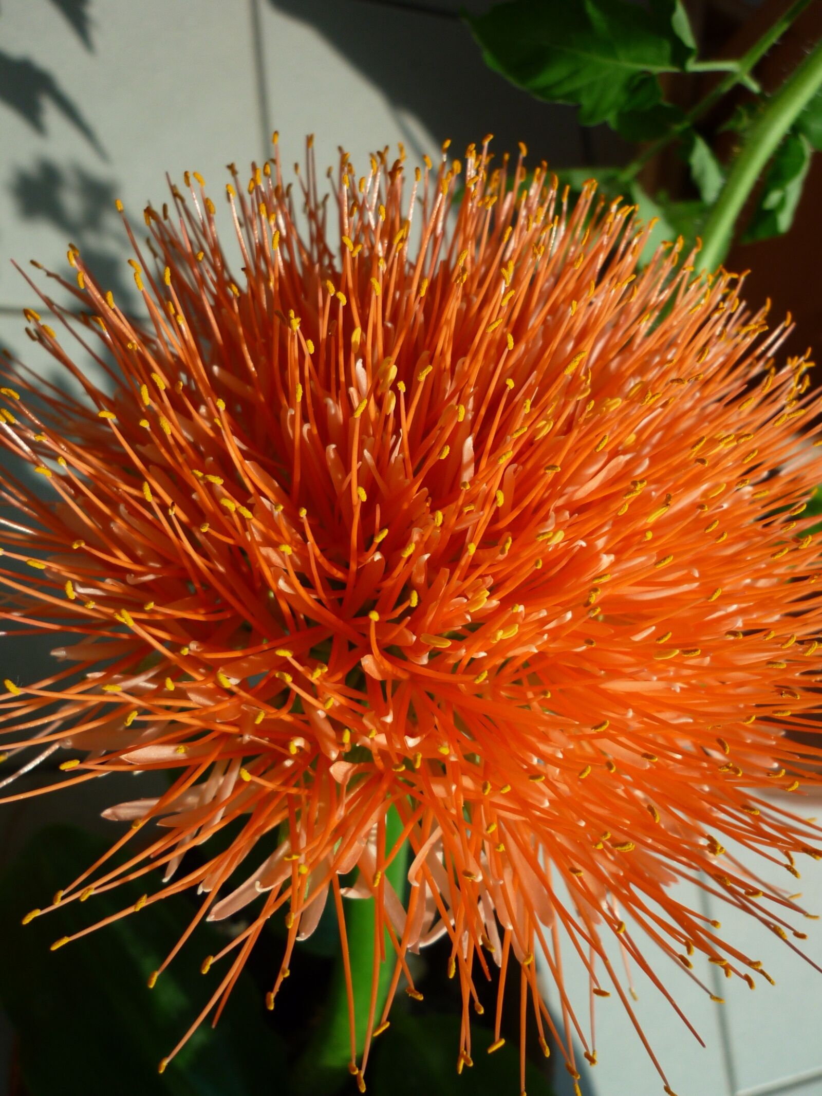 Panasonic Lumix DMC-FS6 sample photo. Flower, leek, nature photography