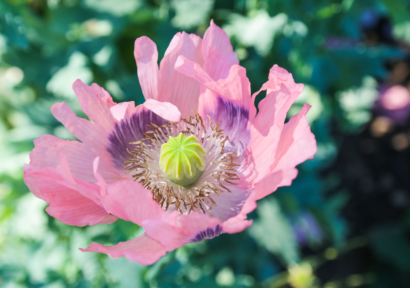 Samsung NX300 sample photo. Poppy, blossom, bloom photography
