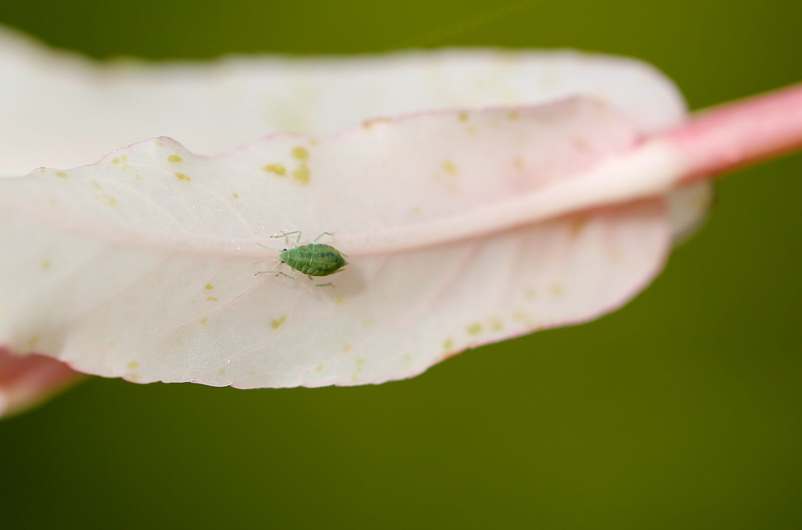 Canon EF 100mm F2.8L Macro IS USM sample photo. Louse, leaf, insect photography