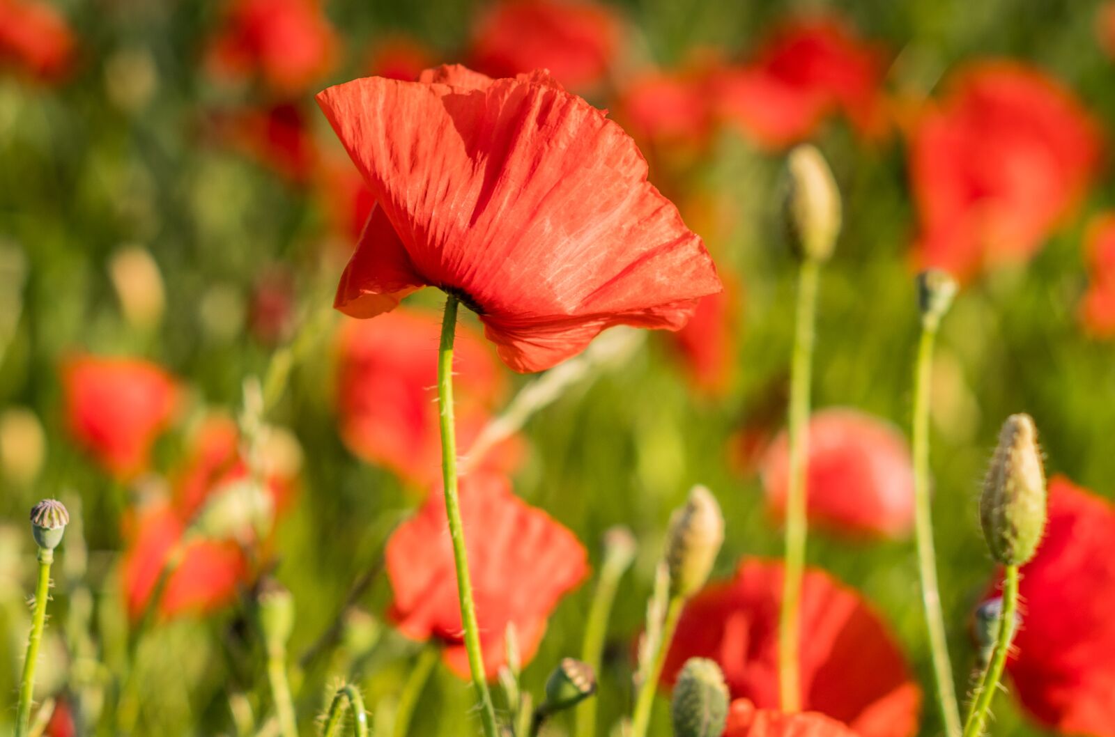 A Series Lens sample photo. Poppies, flower, red photography