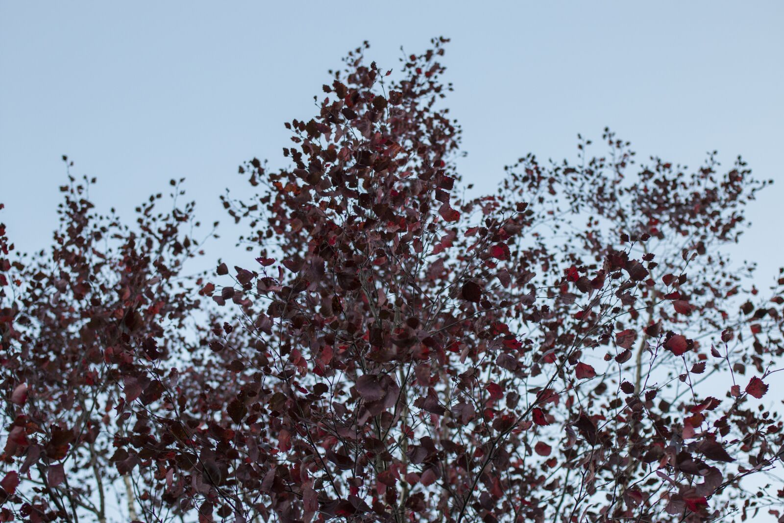 Canon EOS 70D + Canon EF 35mm F2 sample photo. Red, leaf, tree photography