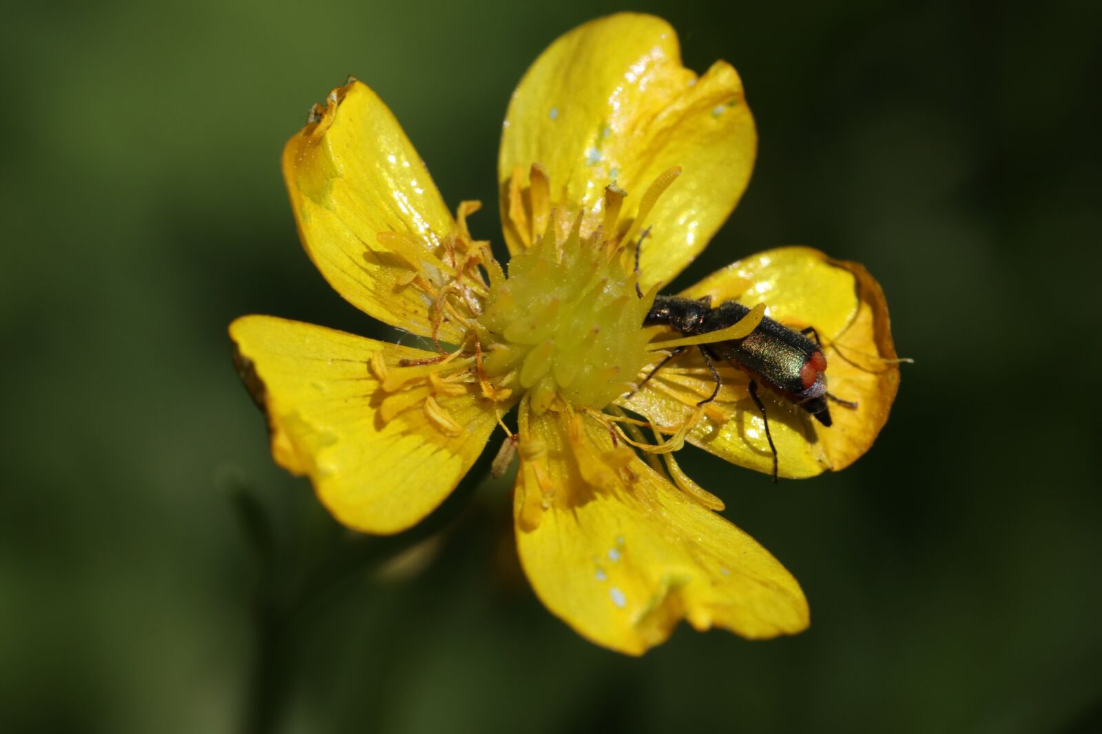 Tamron SP 90mm F2.8 Di VC USD 1:1 Macro sample photo. Buttercup, beetle, little photography