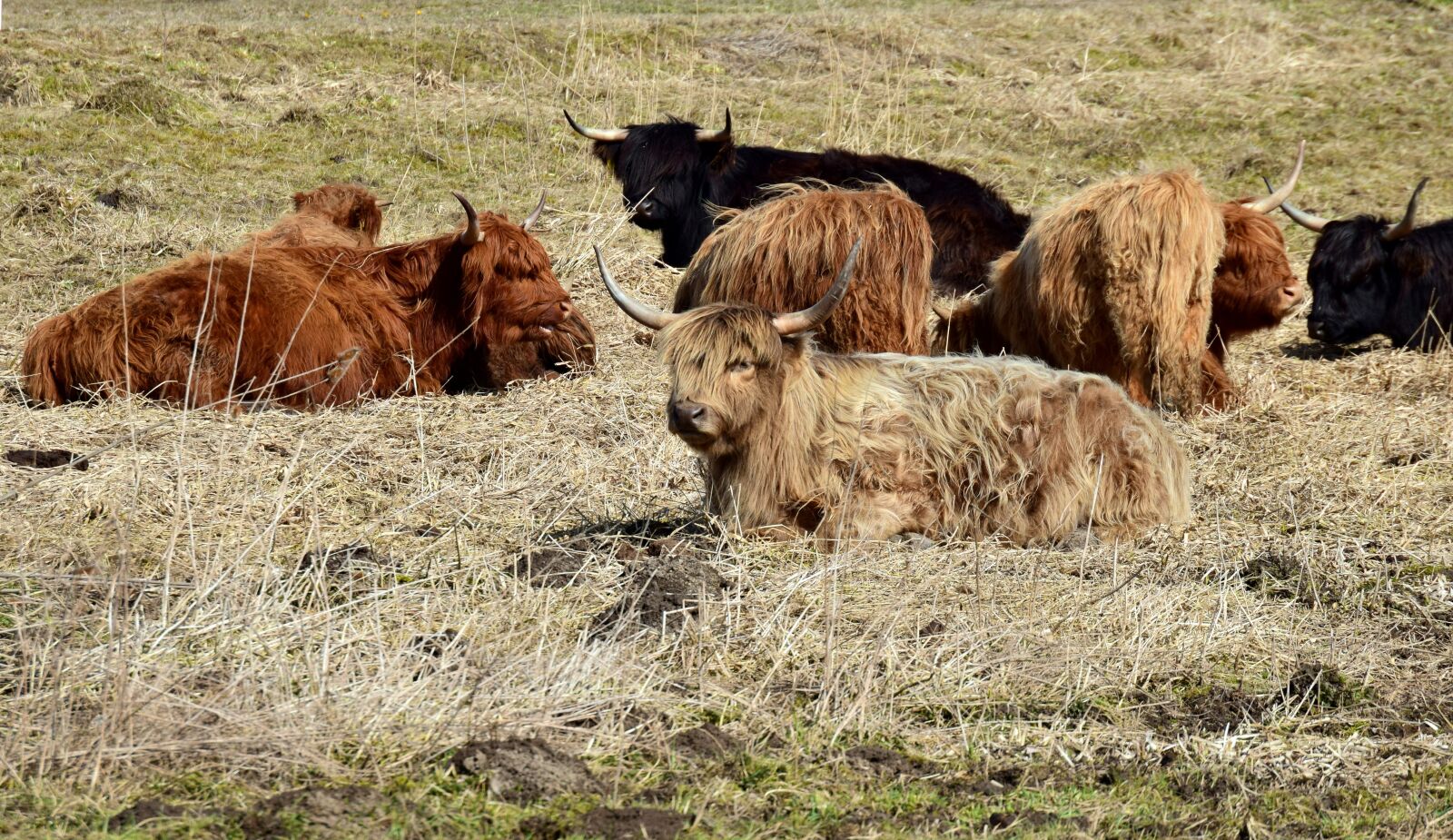 Nikon D3300 sample photo. Beef, highland beef, galloway photography