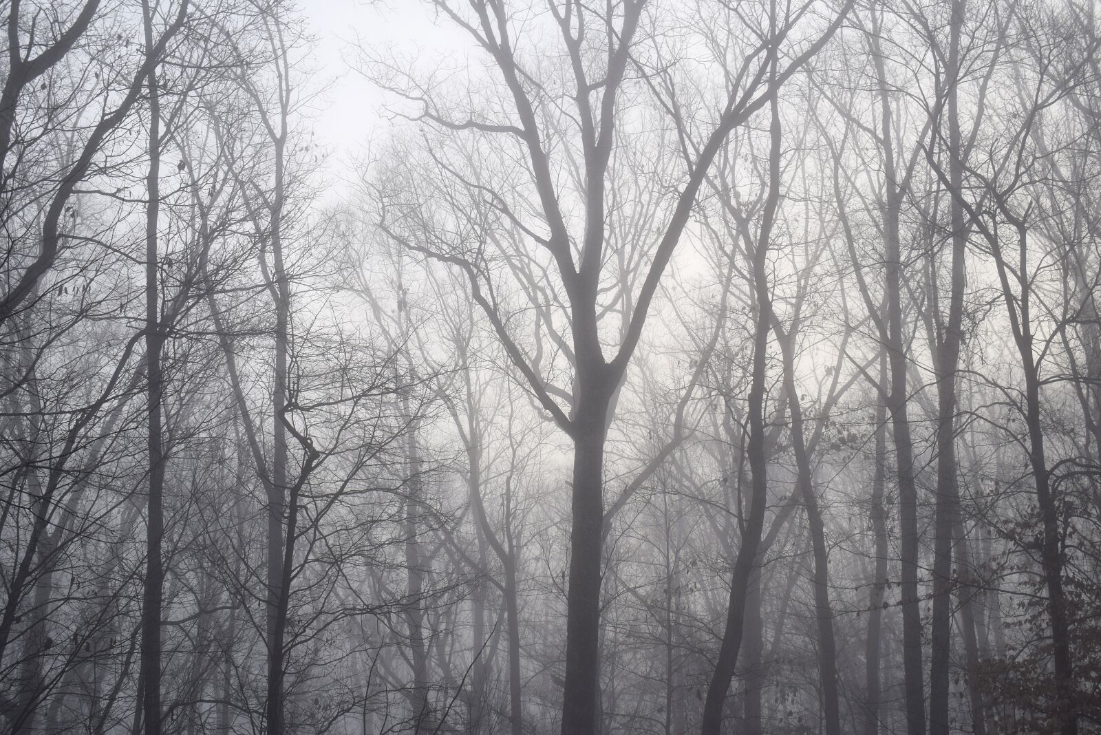 Nikon D3300 sample photo. Dawn trees through the photography