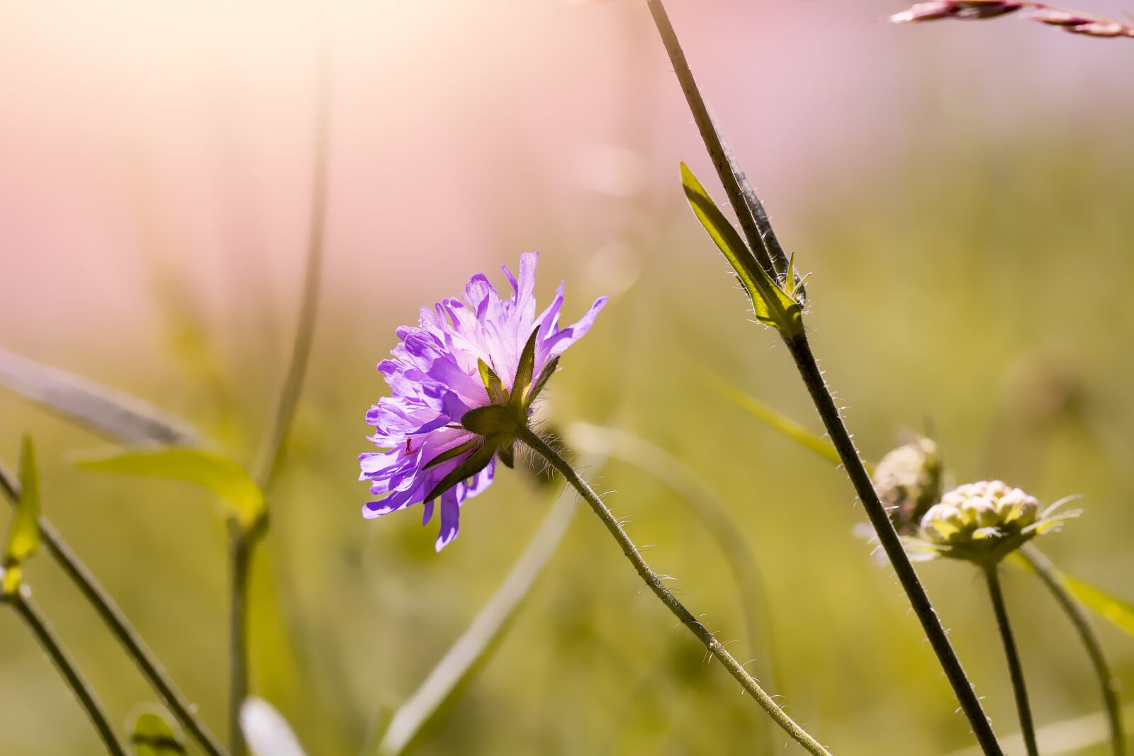 Nikon D7100 sample photo. Flower, blossom, bloom photography