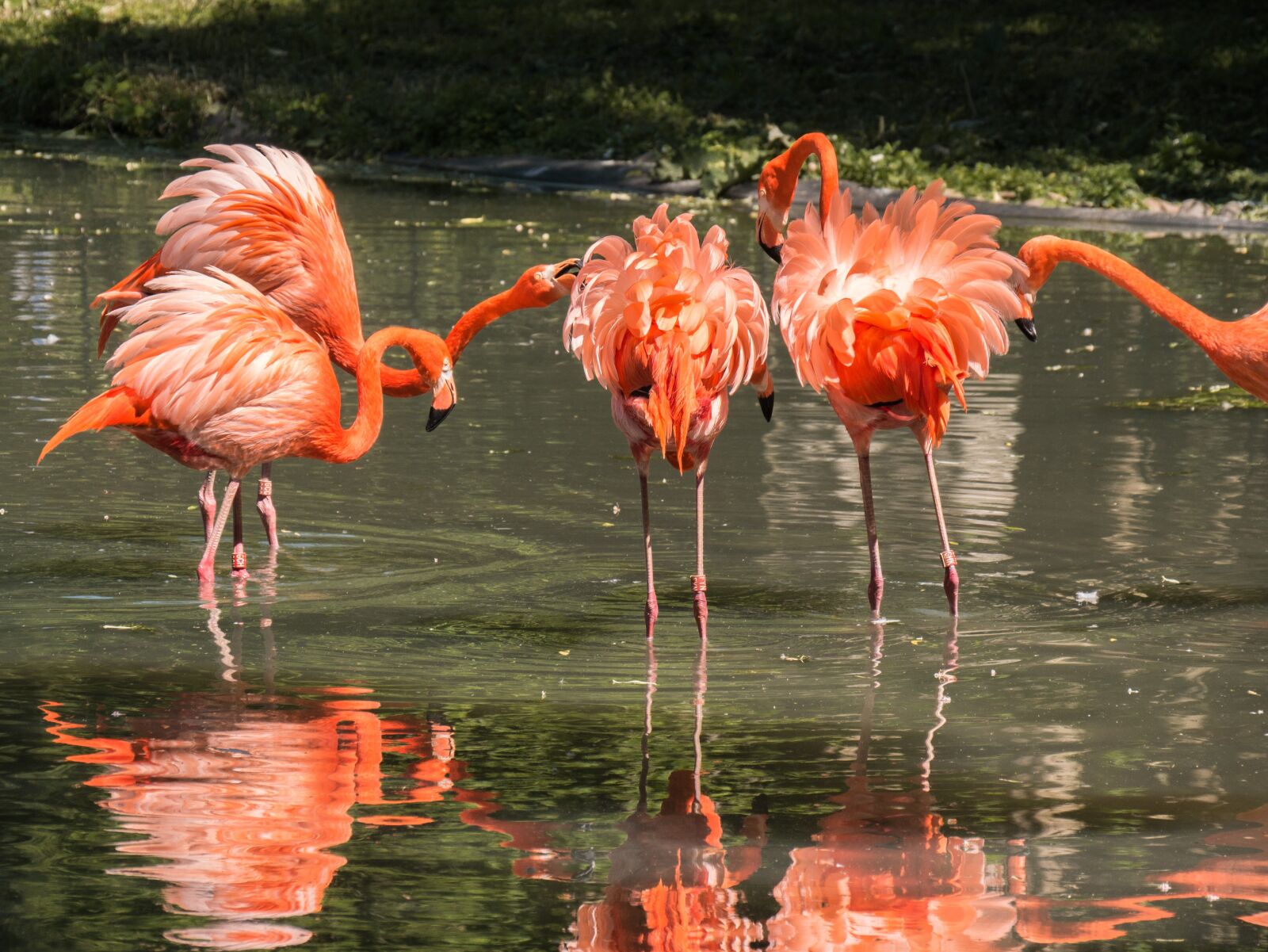 Panasonic DMC-G81 sample photo. Flamingos, waterfowl, animals photography