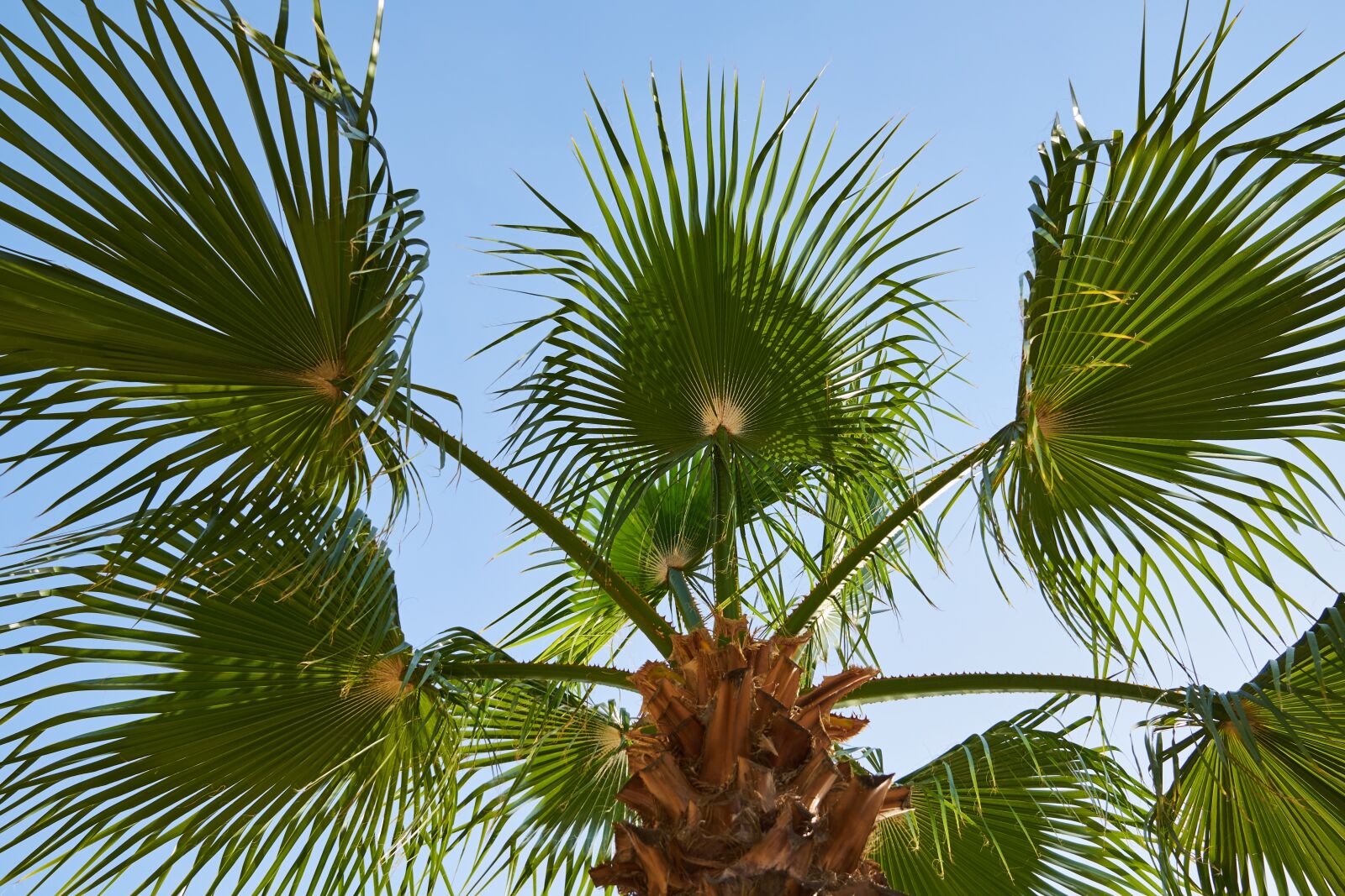 Sony a7R II sample photo. Palm, leaves, tropical photography