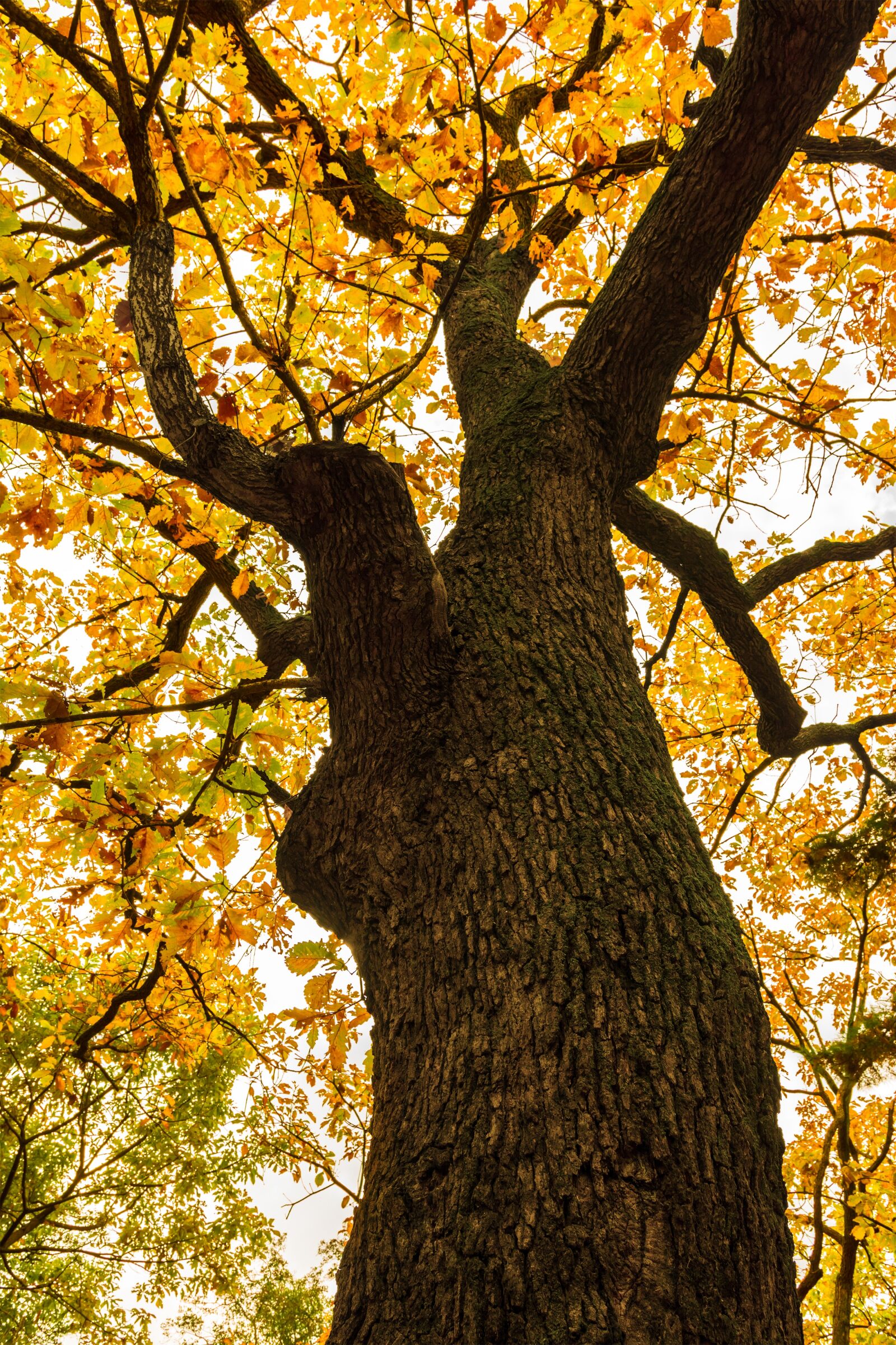 Nikon D7100 sample photo. And thu, autumn, autumn photography