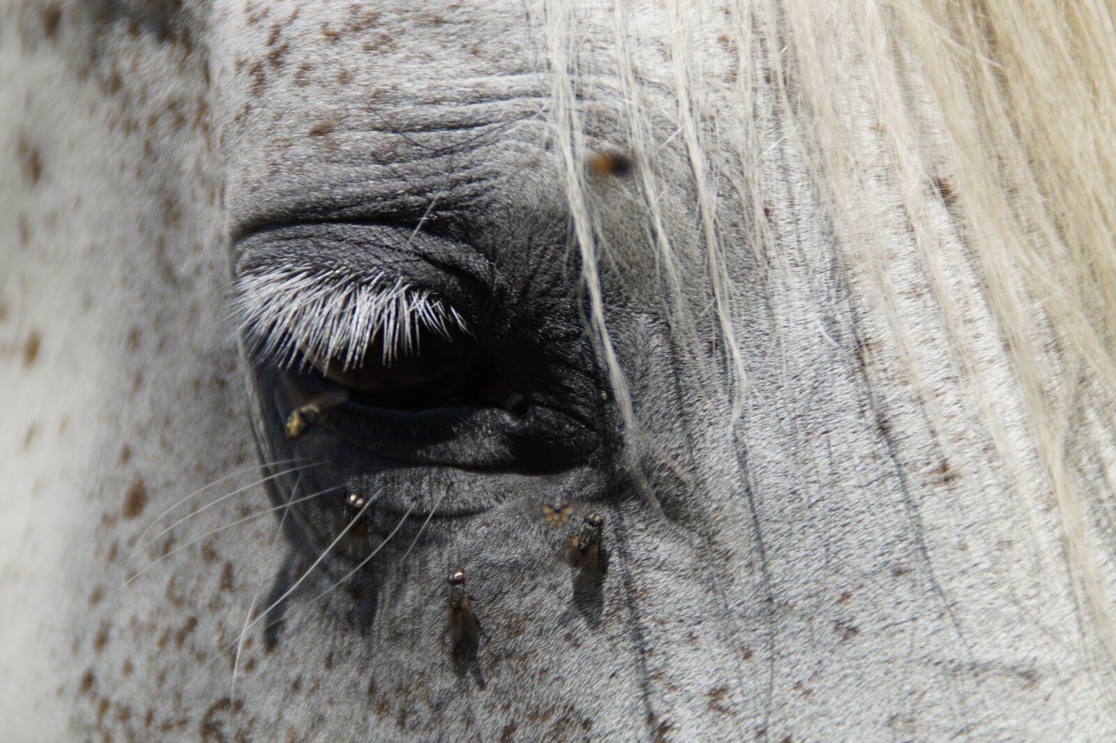Sony SLT-A58 sample photo. Horse head, summer, fly photography