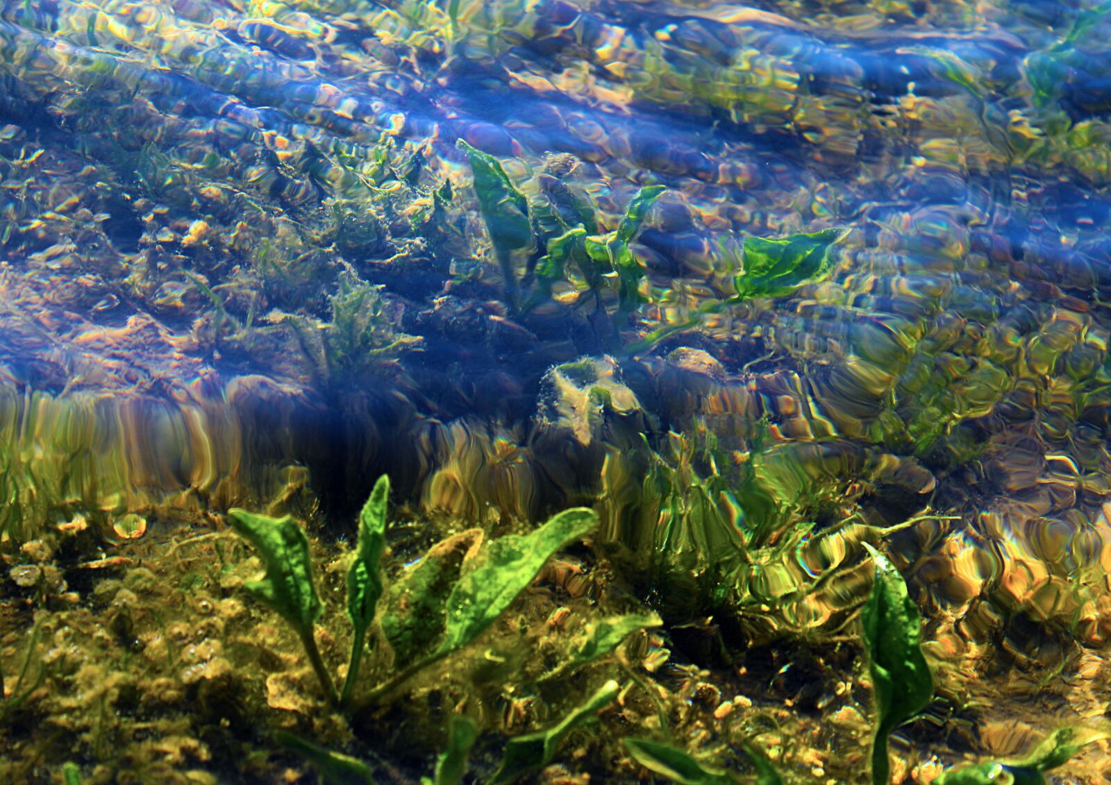 Canon EOS 1200D (EOS Rebel T5 / EOS Kiss X70 / EOS Hi) sample photo. Water, bottom, weed photography
