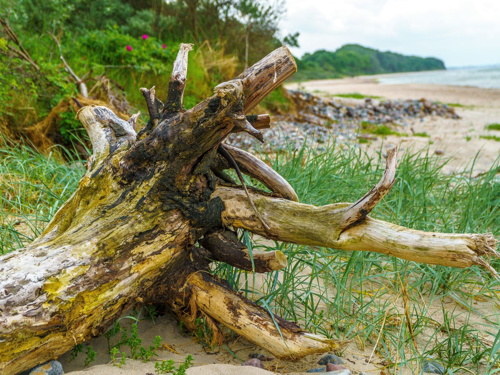 Sony a6000 + Sony E PZ 18-105mm F4 G OSS sample photo. Priwall, baltic sea, log photography