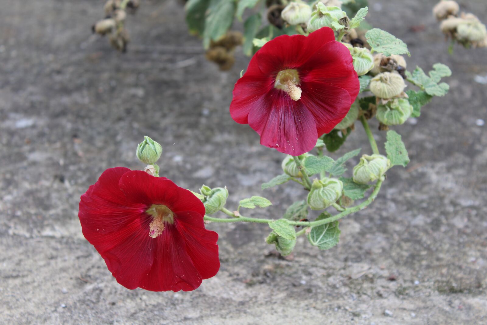 Canon EOS 1200D (EOS Rebel T5 / EOS Kiss X70 / EOS Hi) sample photo. Mallow, flowers, nature photography