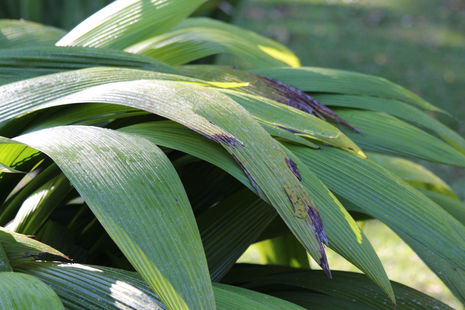 Canon EOS 650D (EOS Rebel T4i / EOS Kiss X6i) sample photo. Green leaves, plant, leaves photography
