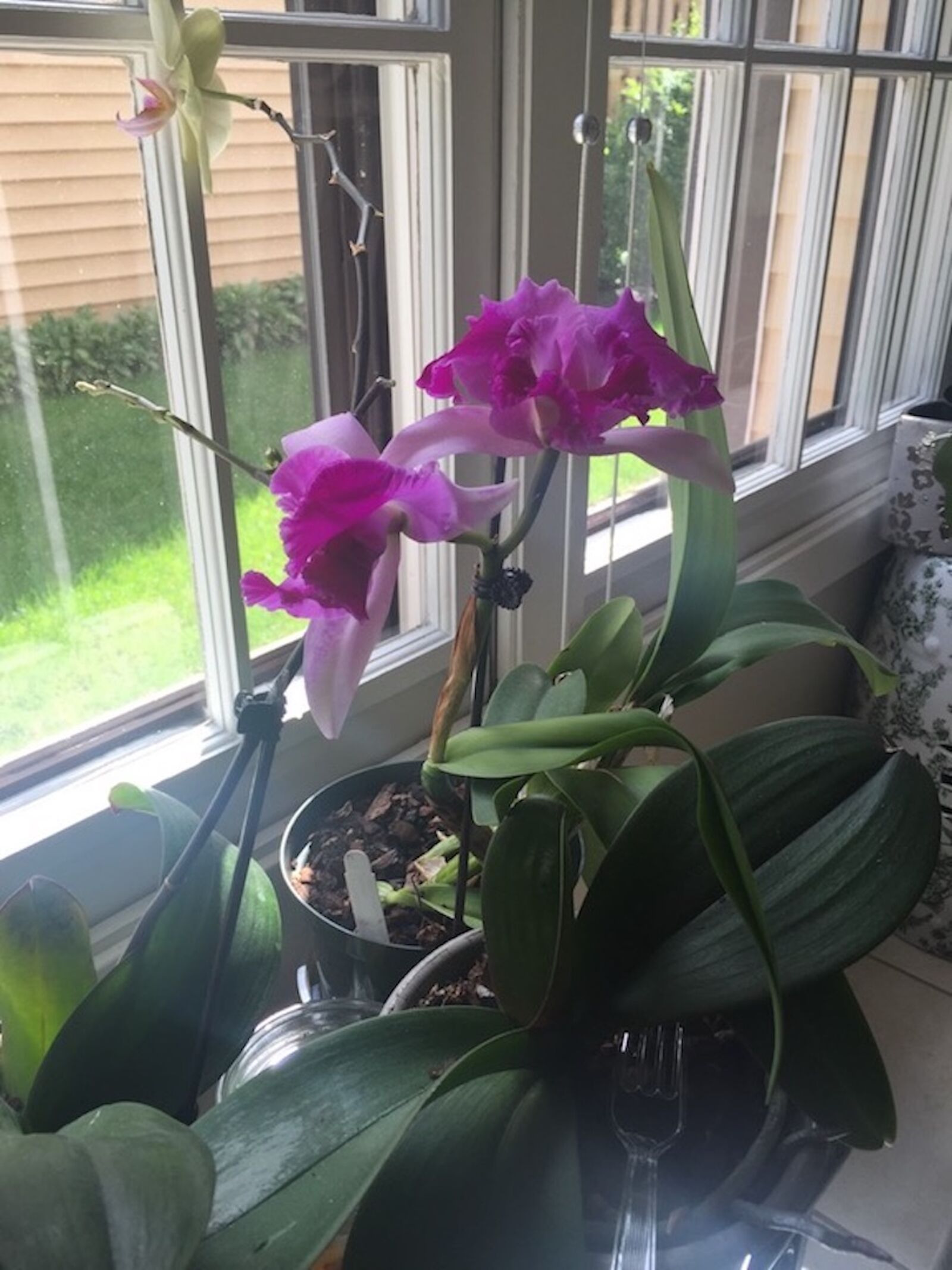 iPhone 6 back camera 4.15mm f/2.2 sample photo. Orchid photography