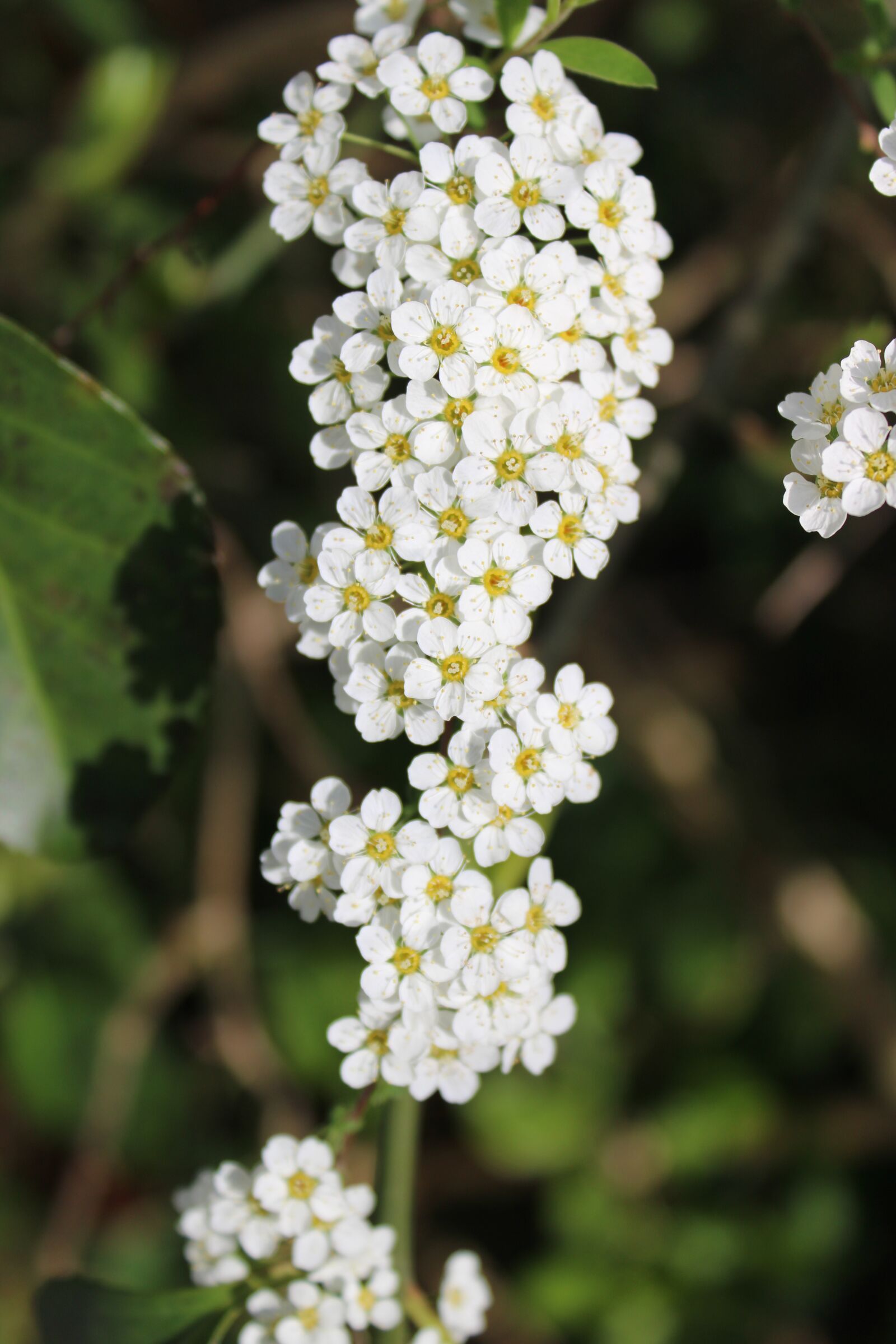 Canon EOS 2000D (EOS Rebel T7 / EOS Kiss X90 / EOS 1500D) sample photo. Flower, orchard, spring photography