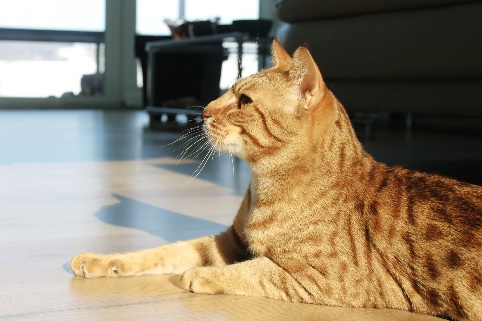 Canon EOS 1100D (EOS Rebel T3 / EOS Kiss X50) sample photo. Cat, animal, pet photography