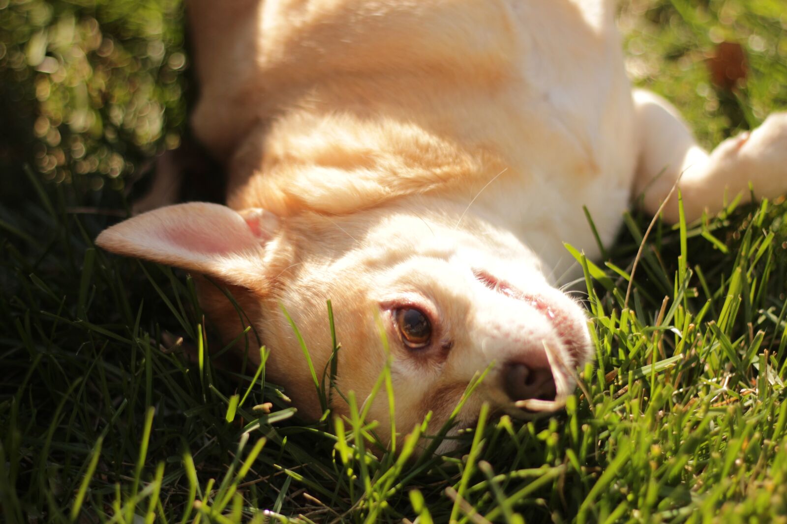 Canon EOS 600D (Rebel EOS T3i / EOS Kiss X5) + Canon EF 50mm F1.8 II sample photo. Dog, chihuahua, sunny photography