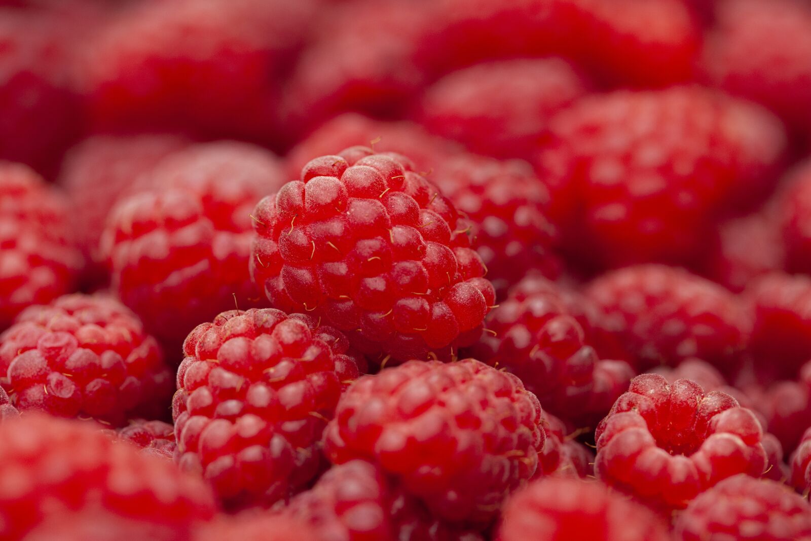 Canon EOS 5D Mark II sample photo. Raspberry, fruit, berries photography