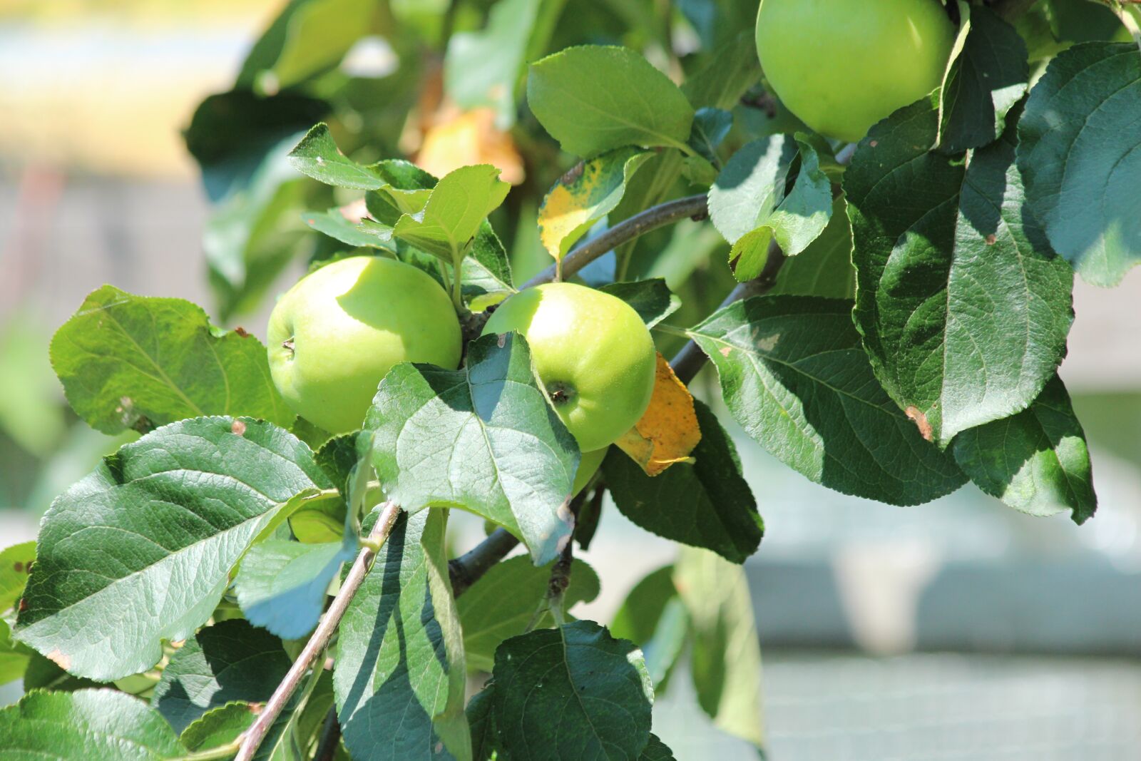 Canon EOS 650D (EOS Rebel T4i / EOS Kiss X6i) sample photo. Apples, branch, fruit photography