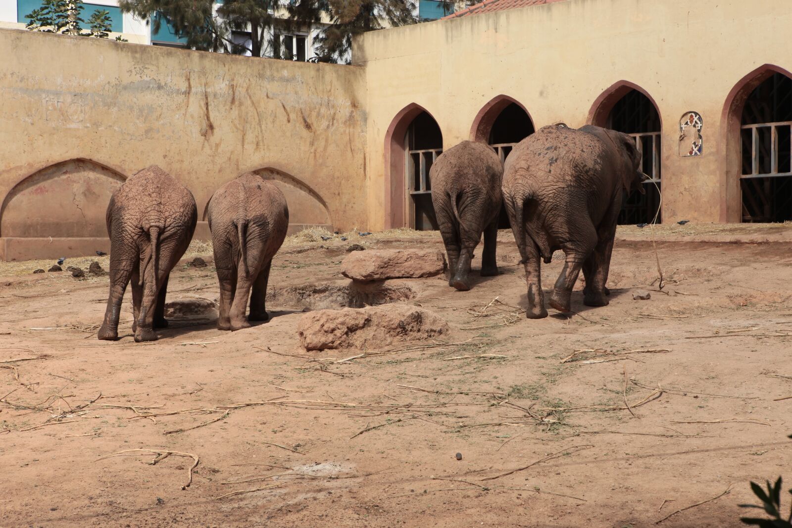Canon EOS 5D Mark II sample photo. Elephant, angola, zoo photography
