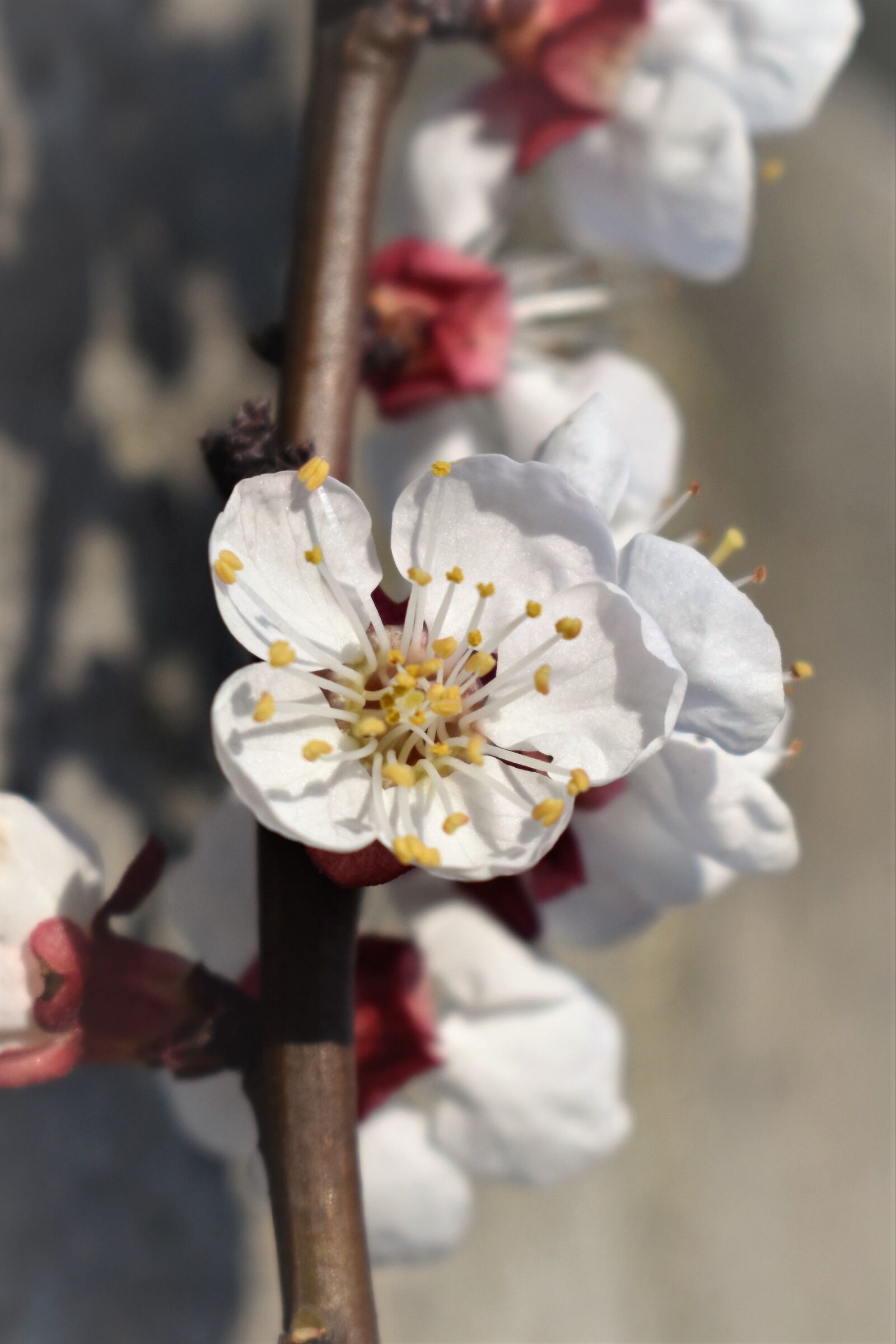 Nikon D5500 sample photo. Blossom, bloom, apricot blossom photography