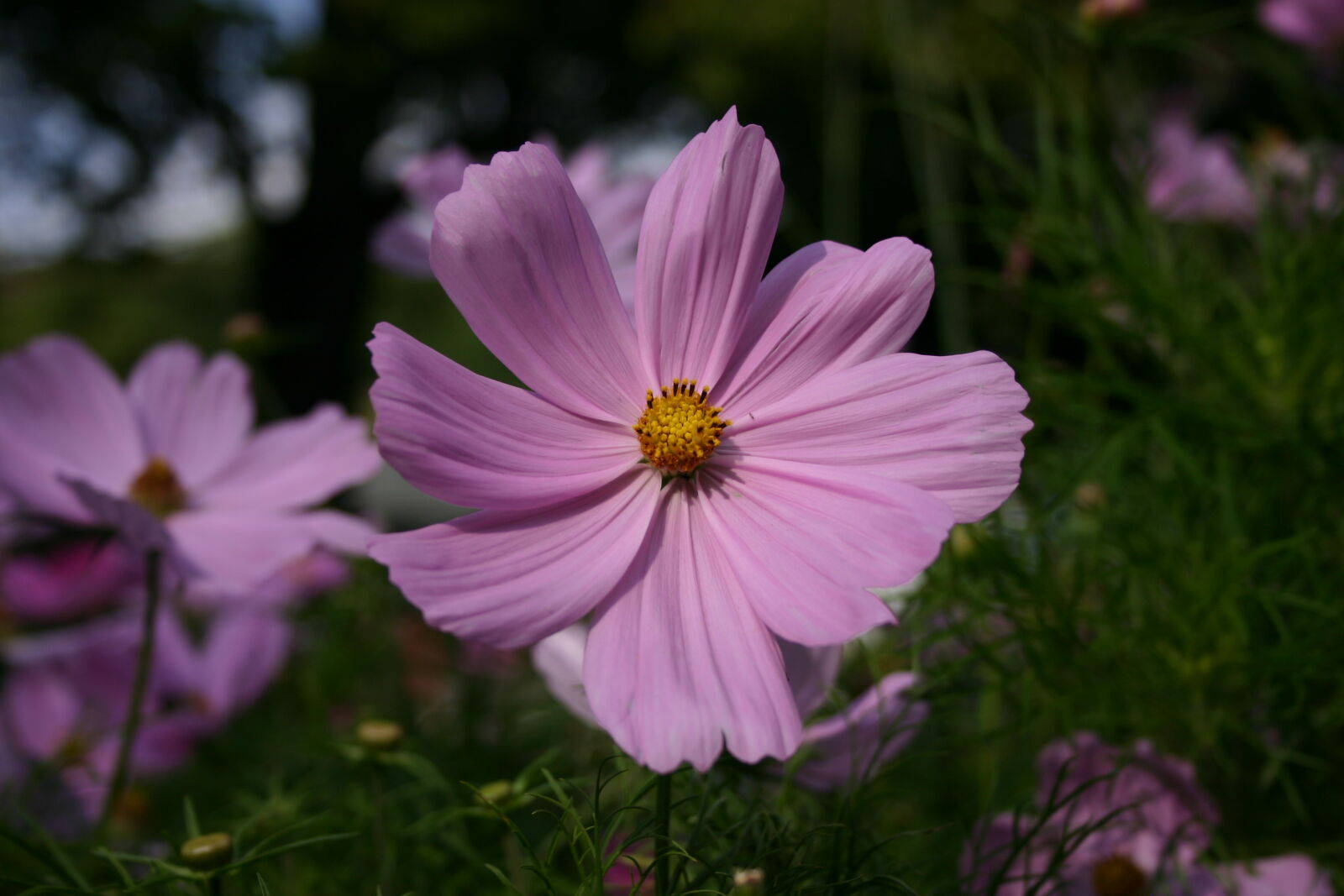Canon EOS 300D (EOS Digital Rebel / EOS Kiss Digital) sample photo. Violet, wildflower photography