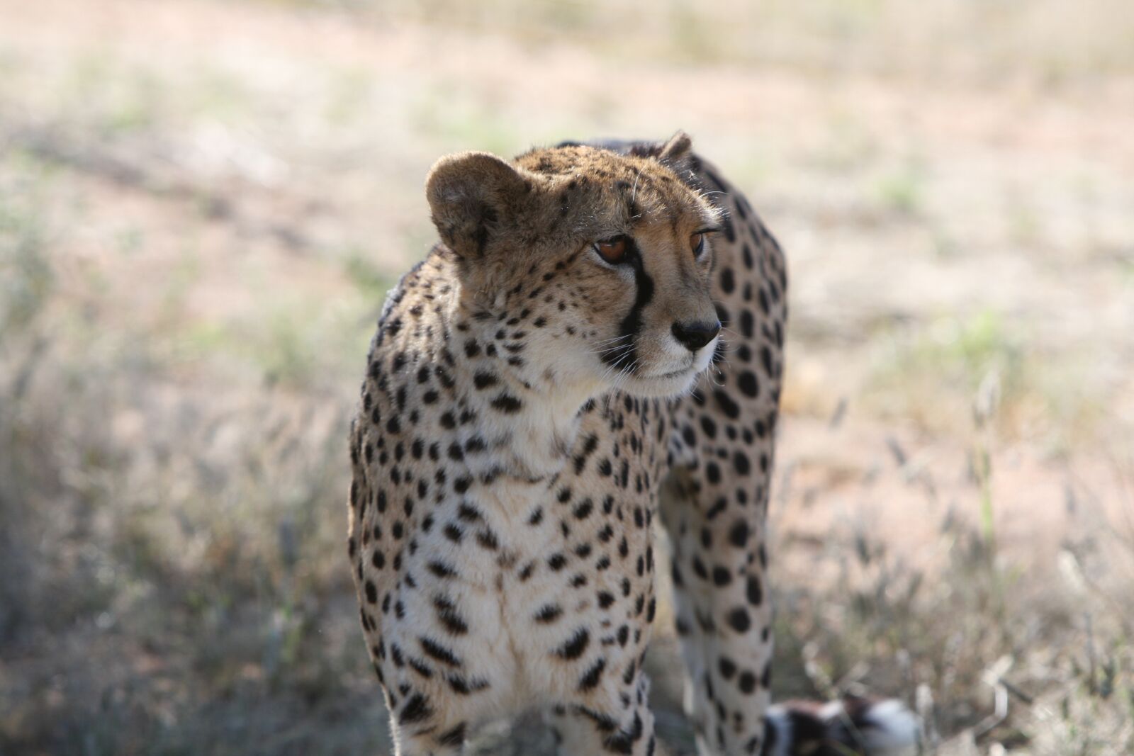 Canon EOS 40D sample photo. Cheetah, namibia, safari photography