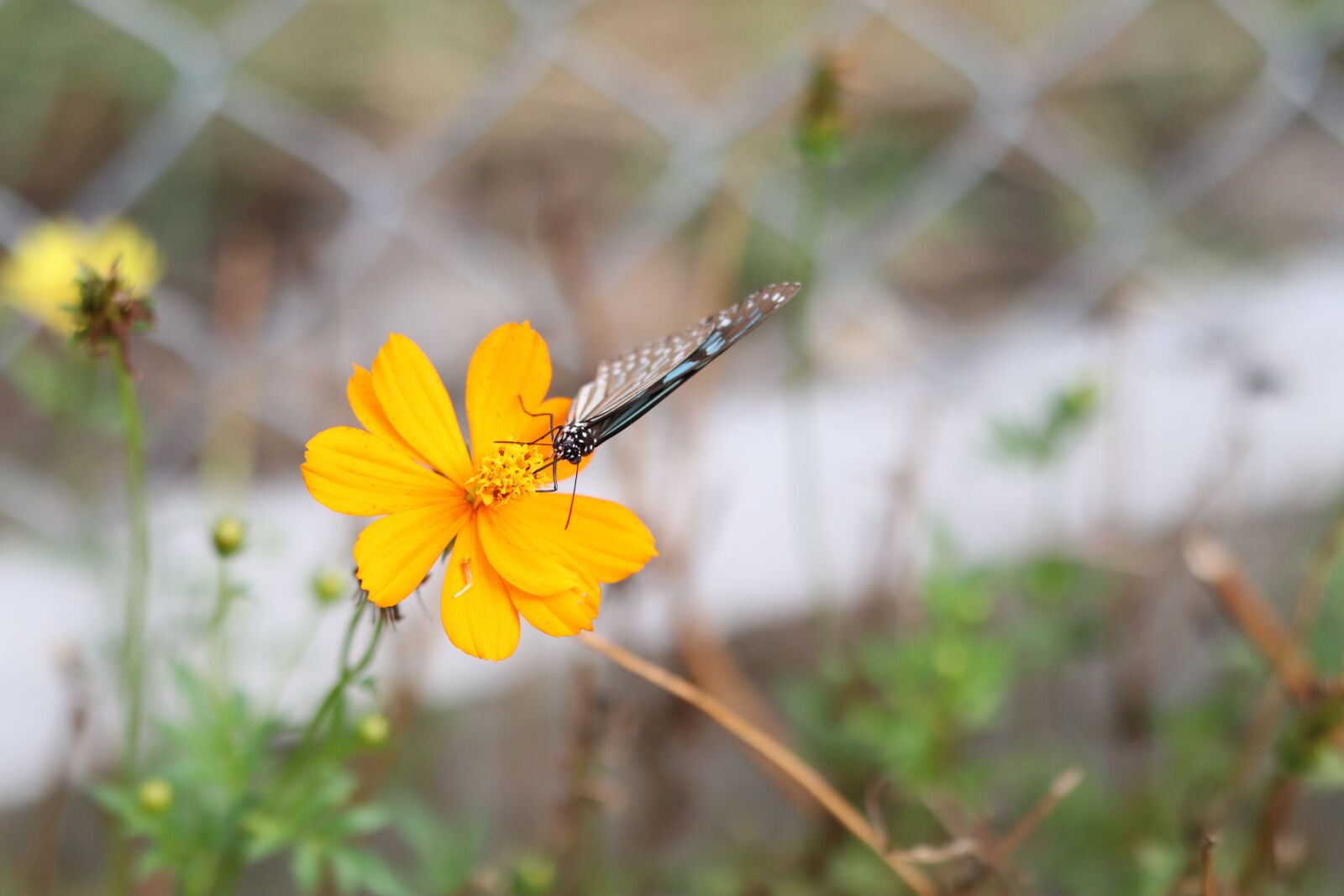 Canon EOS M50 (EOS Kiss M) sample photo. Butterfly, flower, grid iron photography
