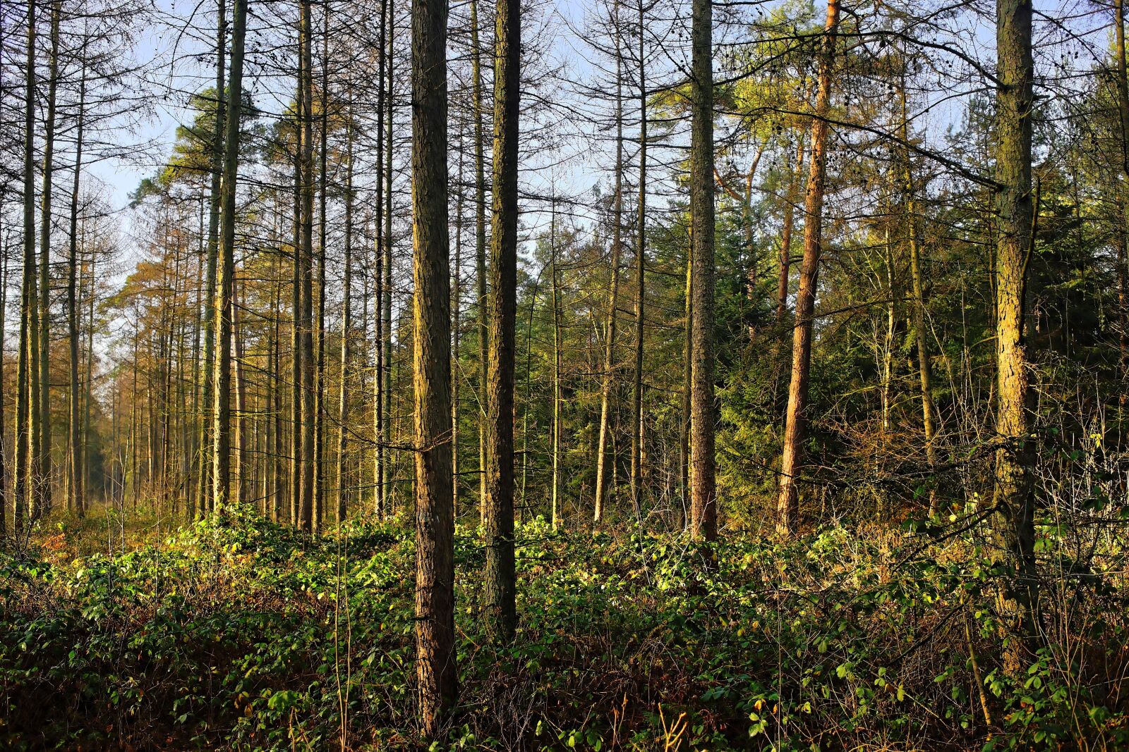 Sony a99 II + Minolta AF 35mm F2 [New] sample photo. Forest, trees, mood photography