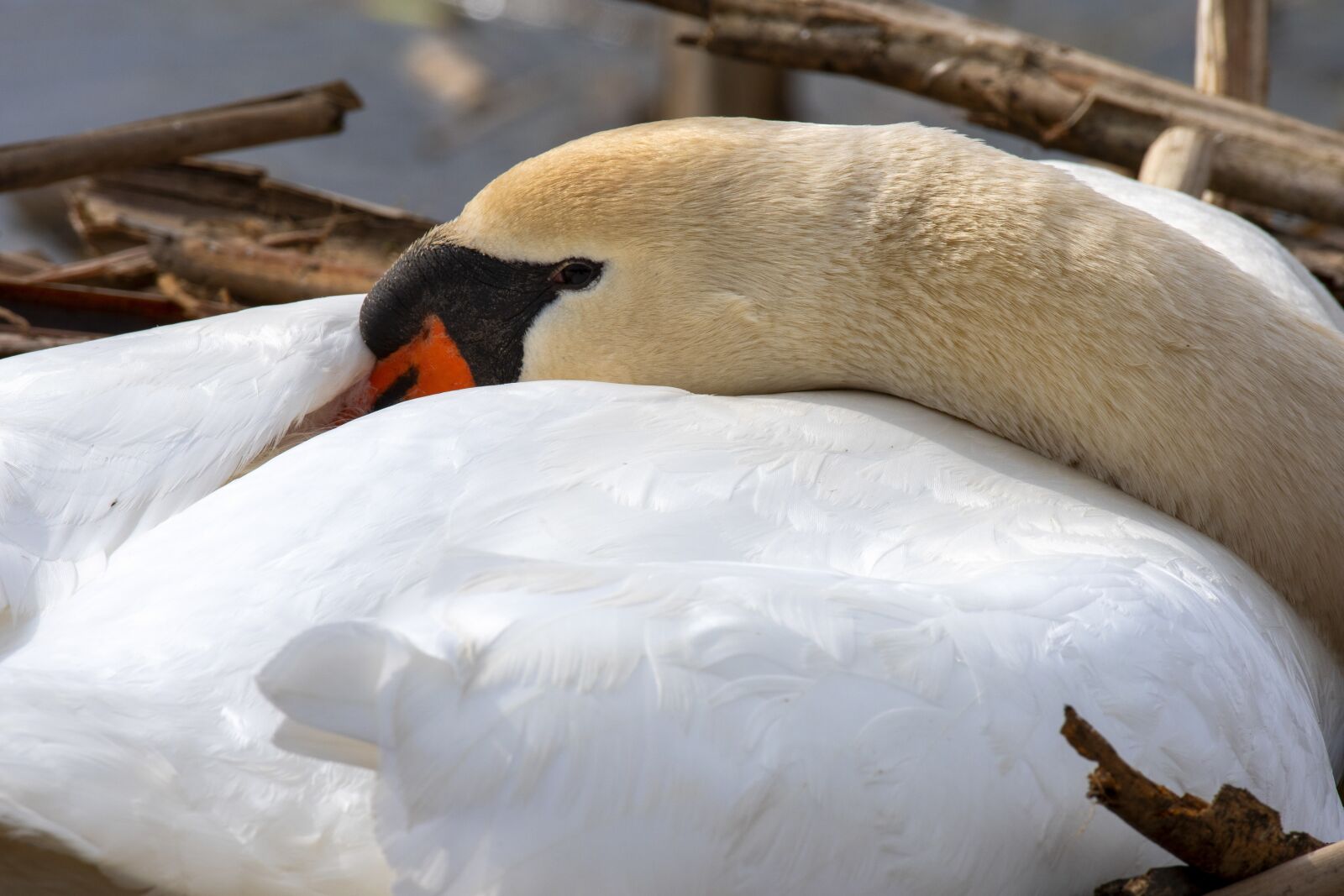 Nikon D7500 sample photo. Mute swan, swan, bird photography