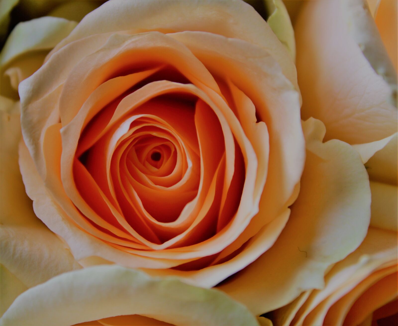 Canon EOS 2000D (EOS Rebel T7 / EOS Kiss X90 / EOS 1500D) sample photo. Rose, pale, orange photography