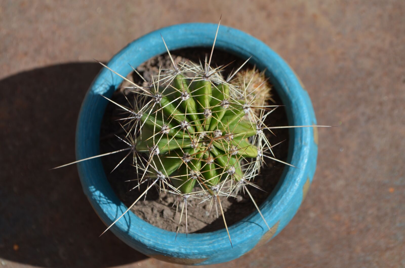 Nikon D5100 sample photo. Cactus, spina, thorns photography