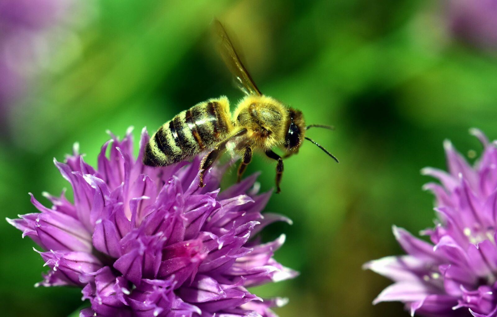 Nikon D3300 sample photo. Pollen, insect, summer, wild photography