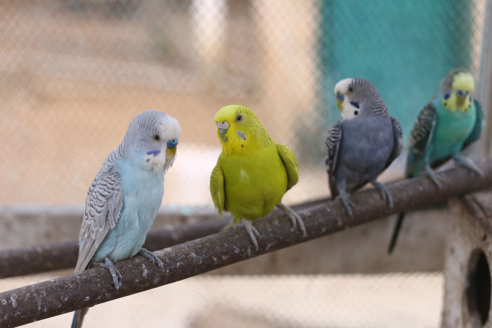 Canon EOS 70D + Canon EF 50mm F1.8 II sample photo. Birds, aves, parrot photography