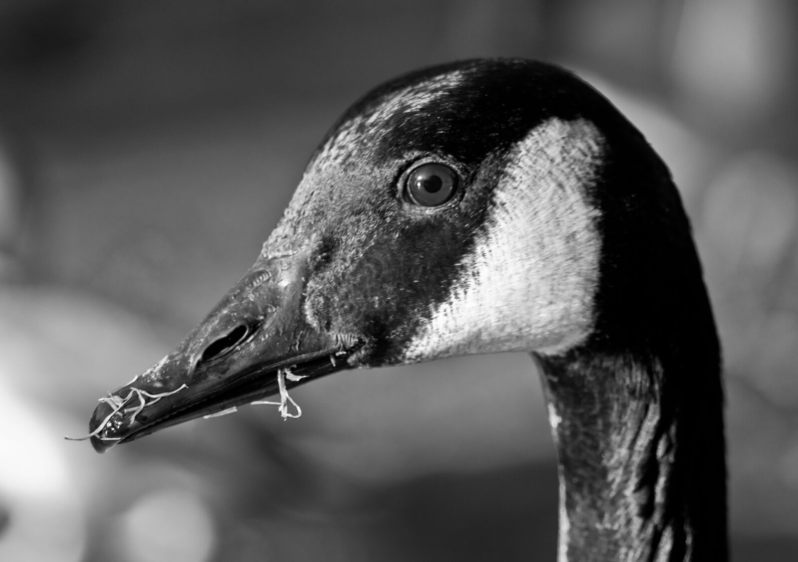 Nikon D300 sample photo. Canada goose, goose, bird photography