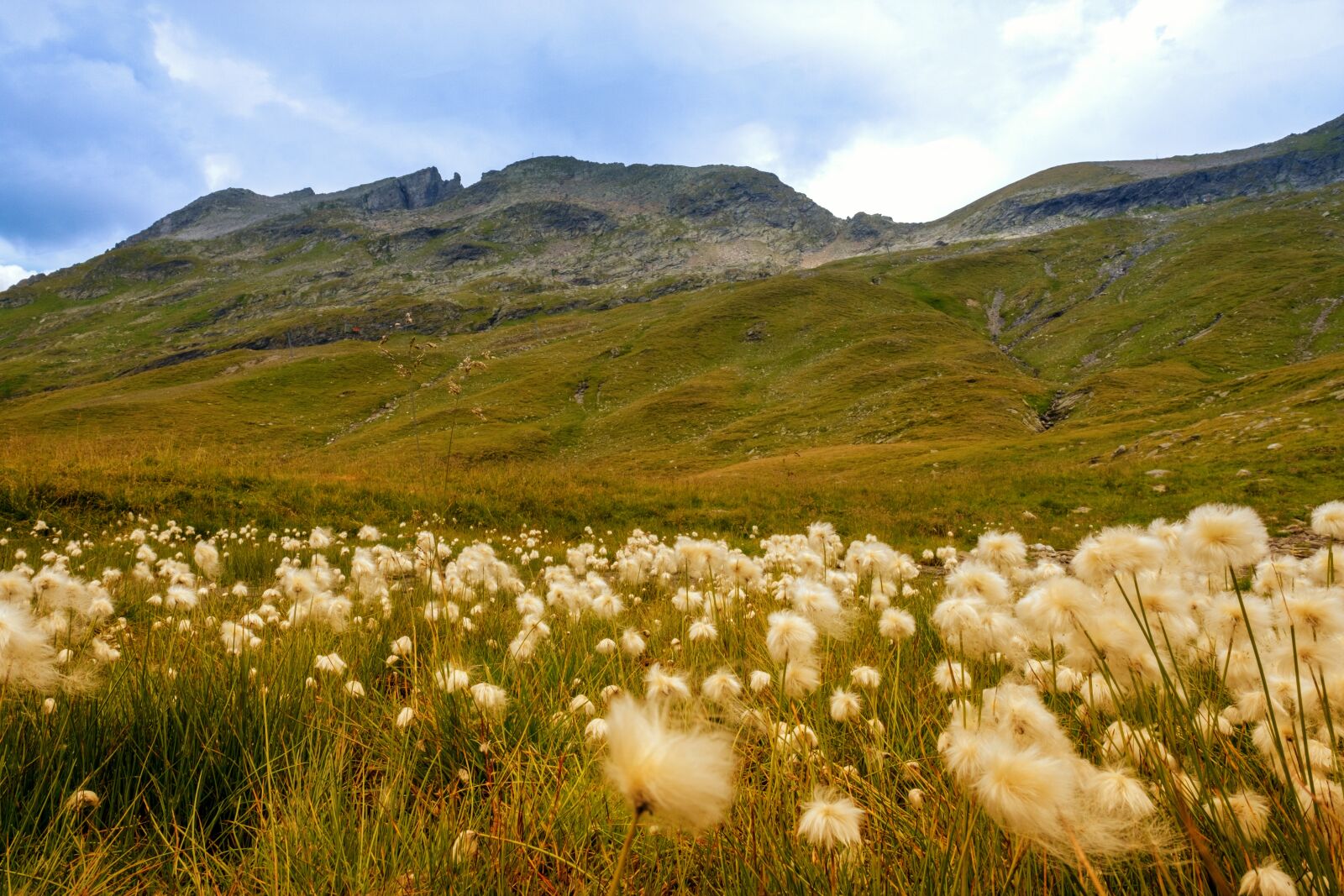 Fujifilm X-T2 sample photo. Cottongrass, meadow, grass photography