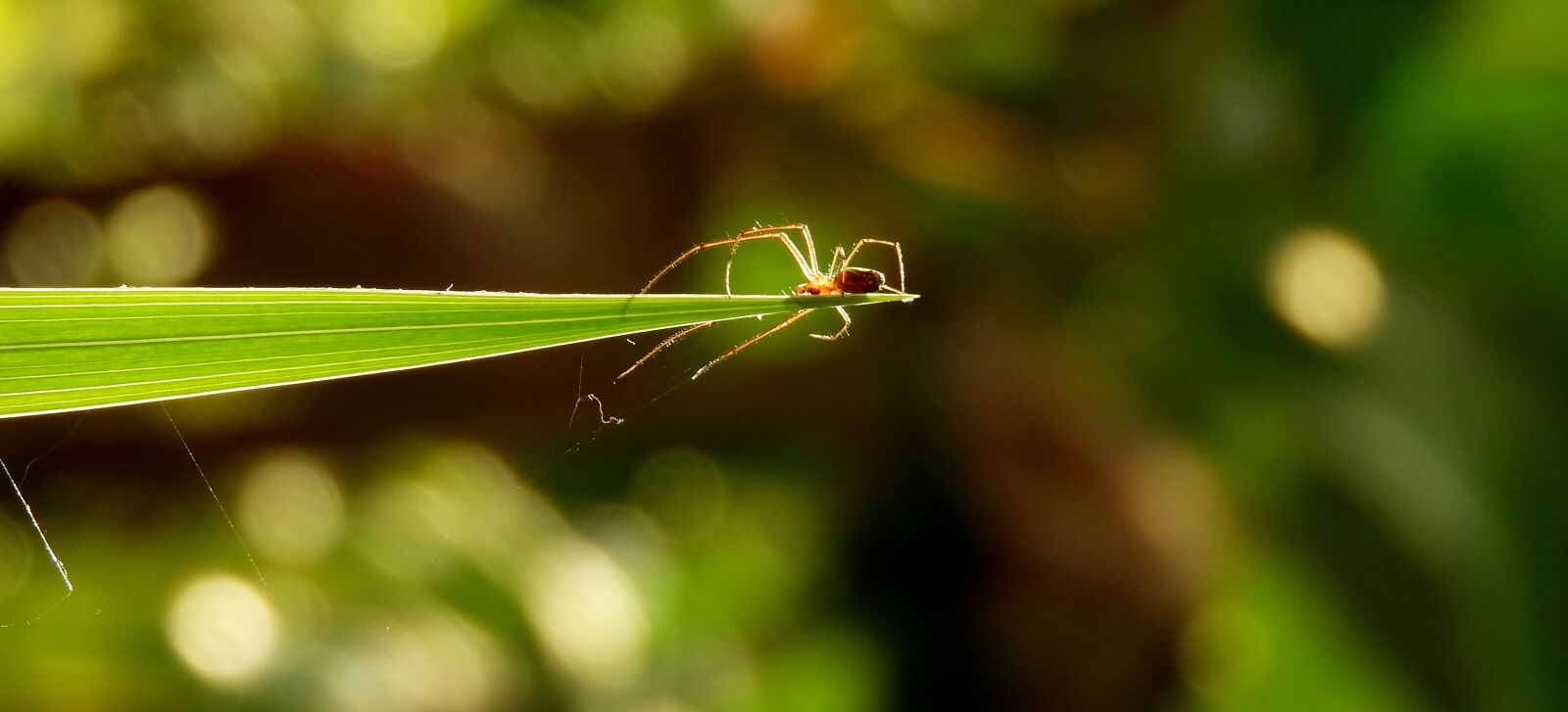 Nikon Coolpix B700 sample photo. Insect, macro, spider photography