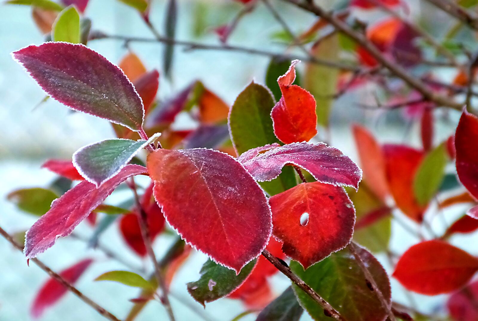 Panasonic Lumix DMC-FZ150 sample photo. Fall foliage, leaves, red photography