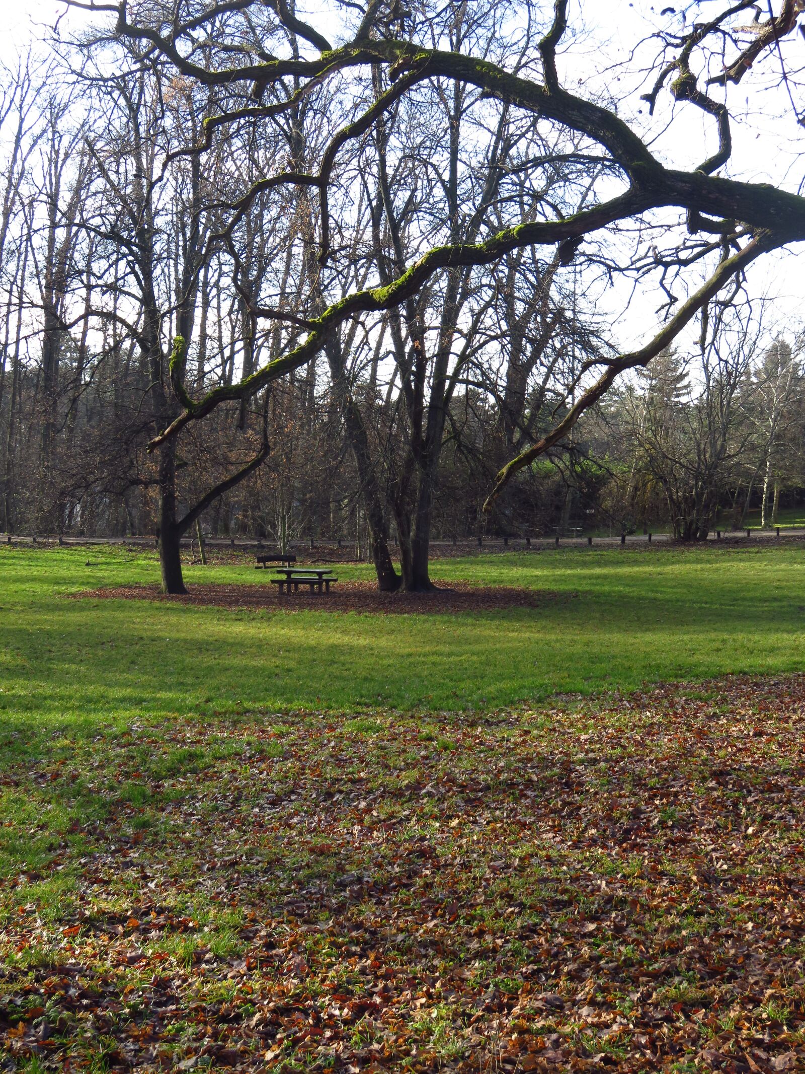 Canon PowerShot SX700 HS sample photo. Wood, meadow, grass photography
