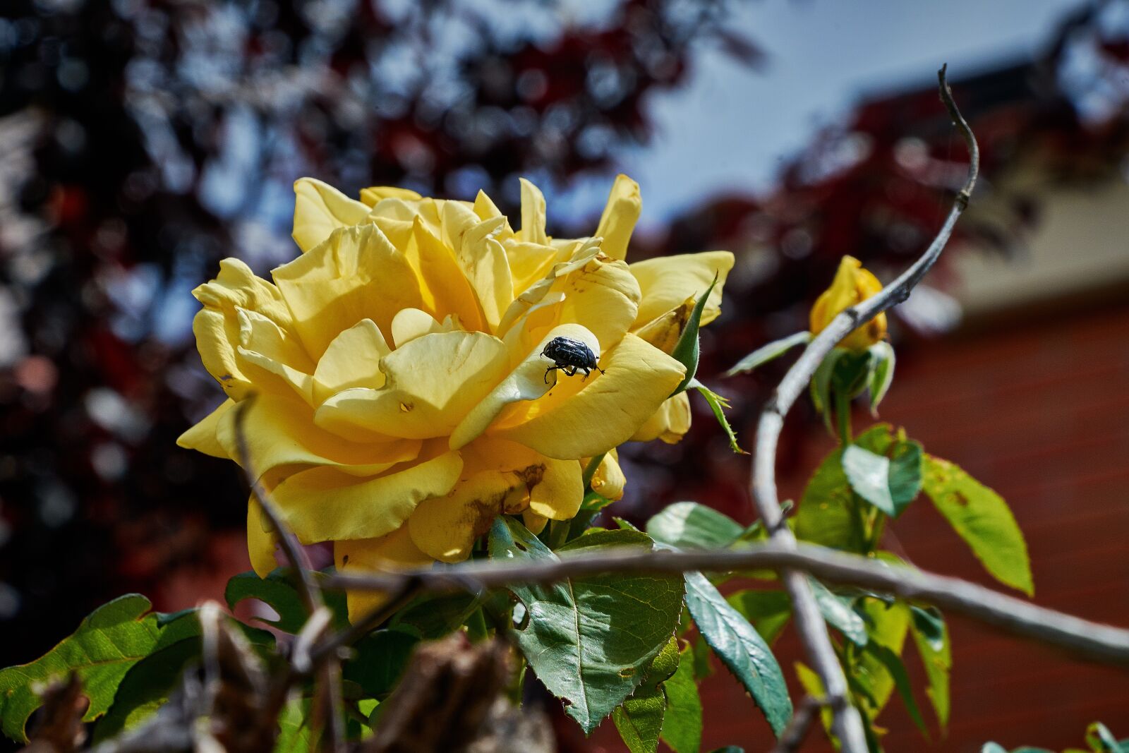 Nikon D7200 sample photo. Rosa, yellow, flower photography
