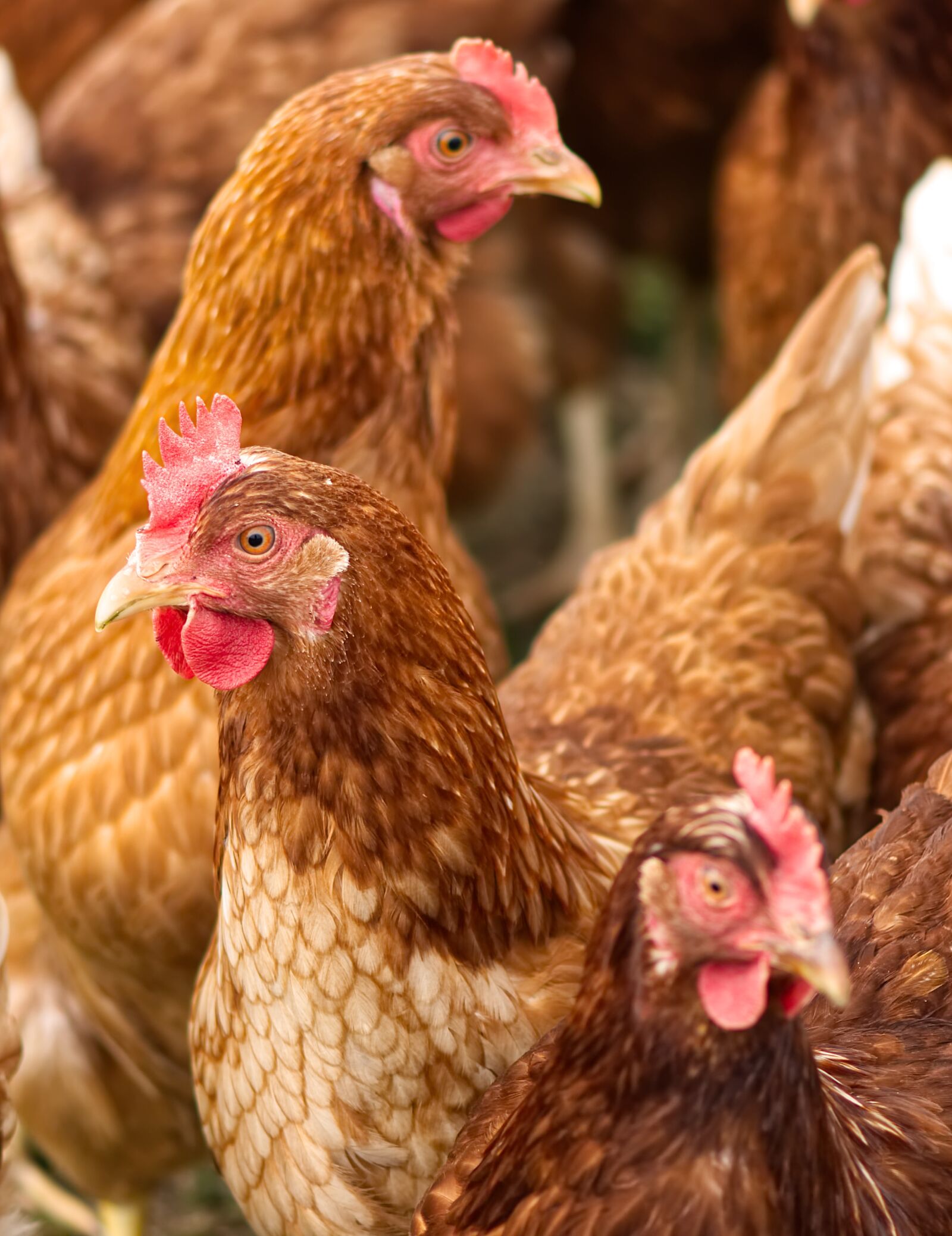 Nikon D7200 sample photo. Chickens, poultry, free running photography