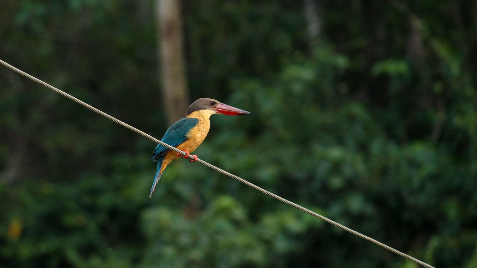 Canon EOS 1300D (EOS Rebel T6 / EOS Kiss X80) sample photo. Stork billed kingfisher, kingfisher photography