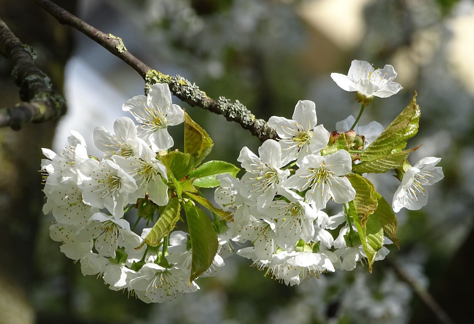 Sony Cyber-shot DSC-HX400V sample photo. Cherry blossom, white, spring photography