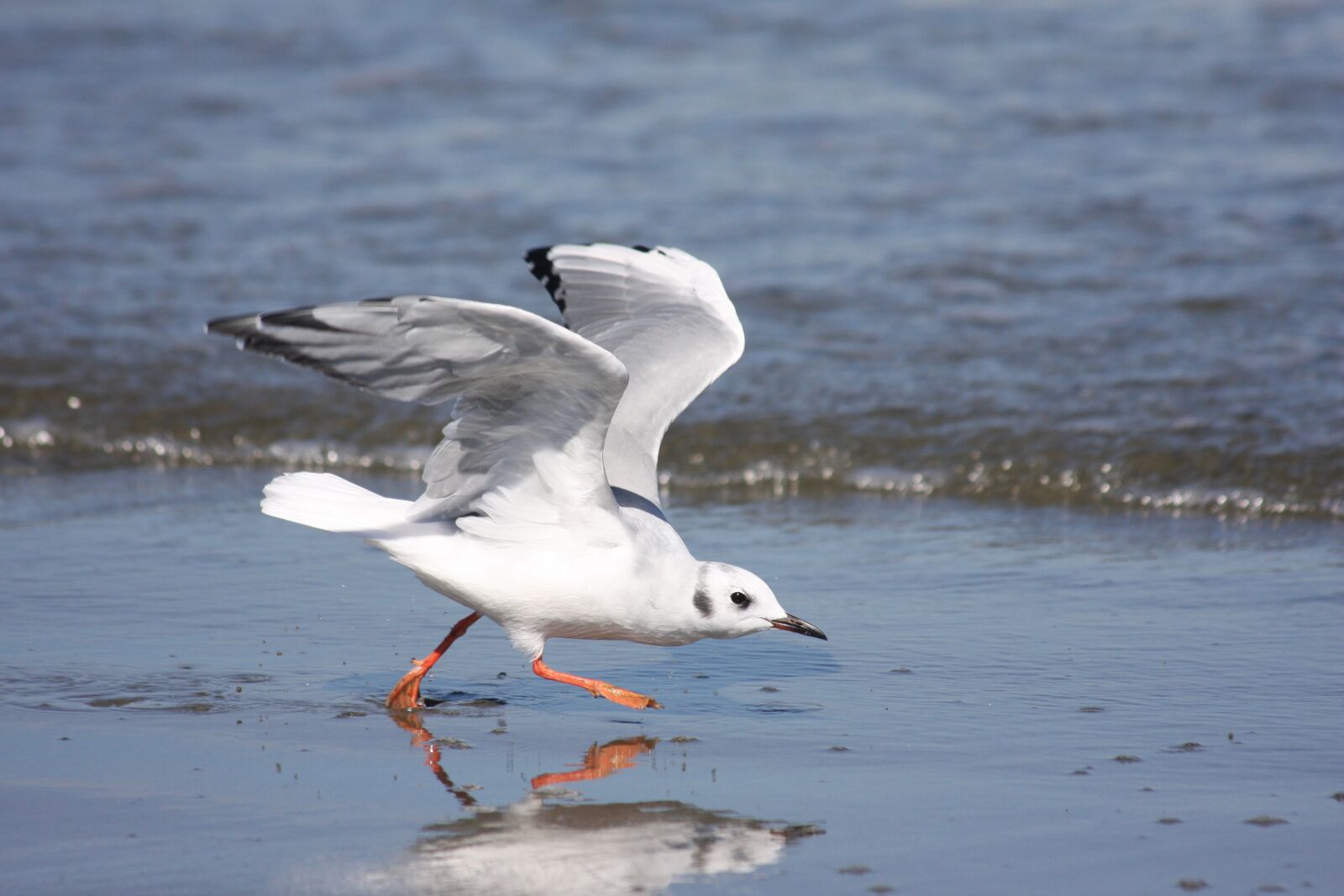 Canon EOS 40D sample photo. Gull, taking off, wings photography