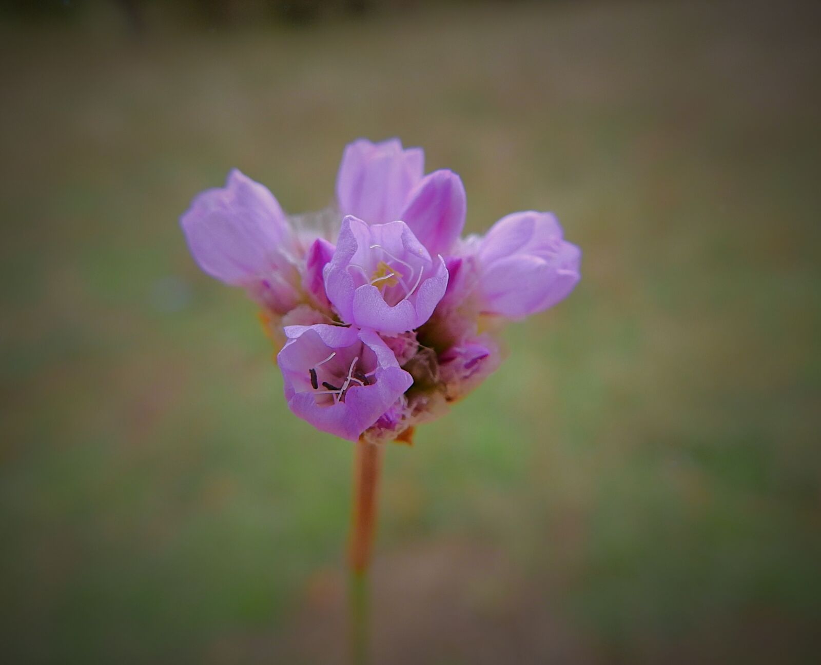 Nikon Coolpix P900 sample photo. Flower, nature, beauty photography