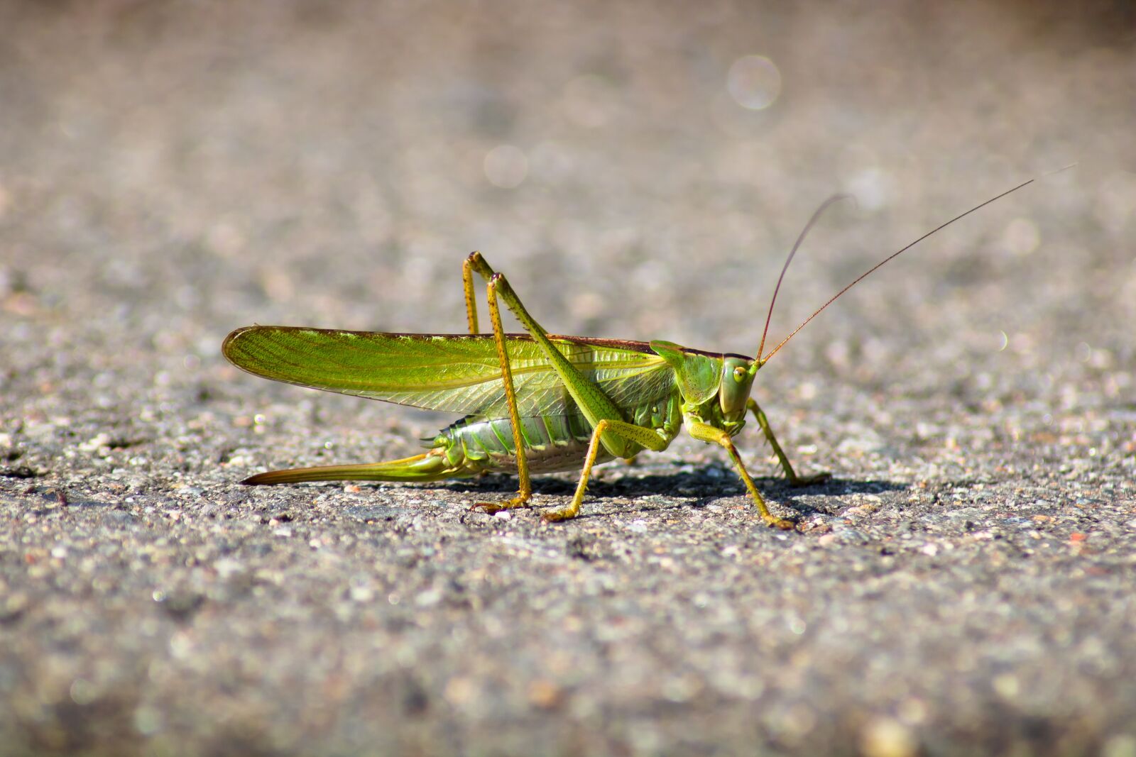 Canon EOS 750D (EOS Rebel T6i / EOS Kiss X8i) sample photo. Grasshopper, away, nature photography